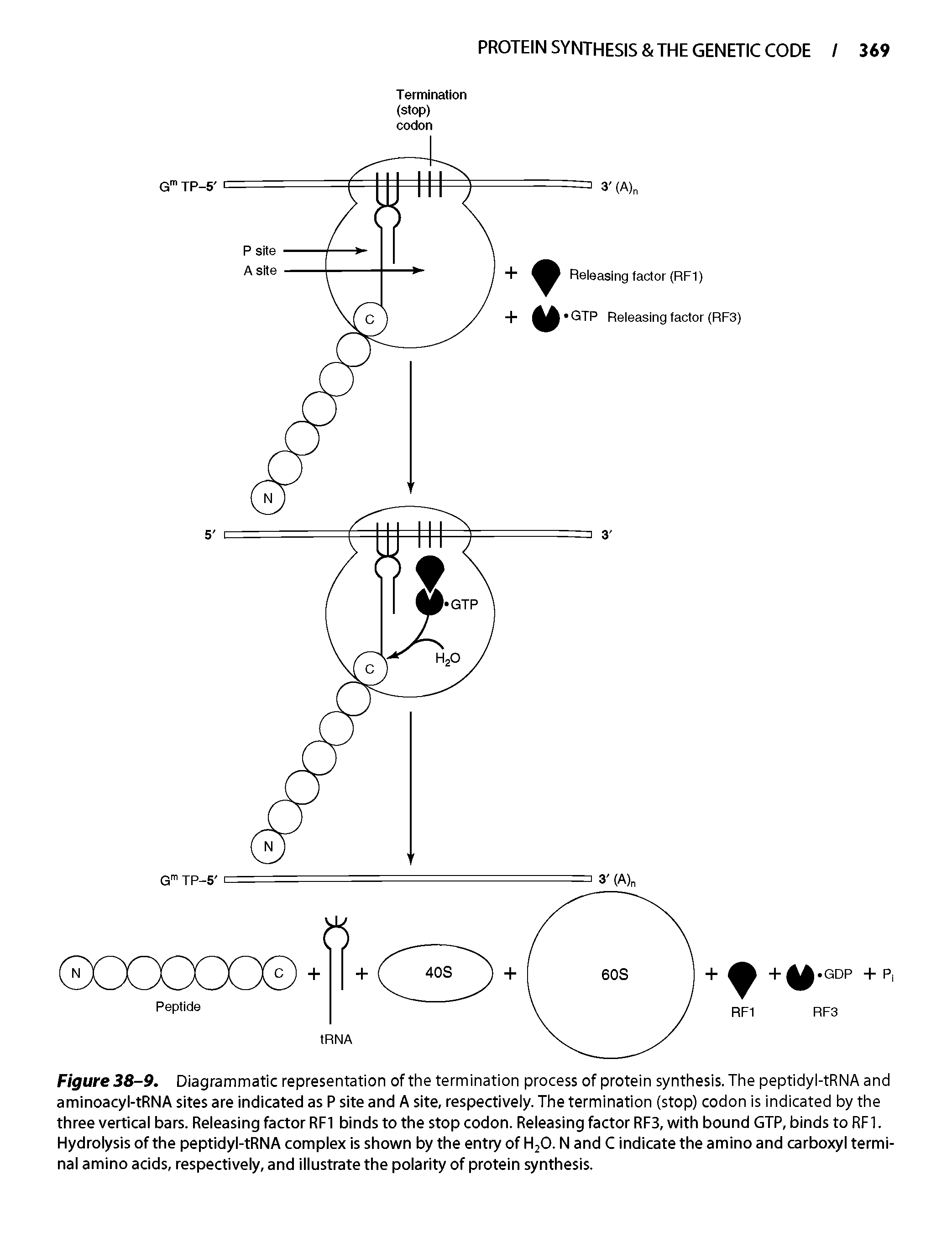 Figure 38-9. Diagrammatic representation of the termination process of protein synthesis. The peptidyl-tRNAand aminoacyl-tRNA sites are indicated as P site and A site, respectively. The termination (stop) codon is indicated by the three vertical bars. Releasing factor RF1 binds to the stop codon. Releasing factor RF3, with bound GTP, binds to RFl. Flydrolysisofthe peptidyl-tRNA complex is shown by the entry of HjO. N and C indicate the amino and carboxyl terminal amino acids, respectively, and illustrate the polarity of protein synthesis.