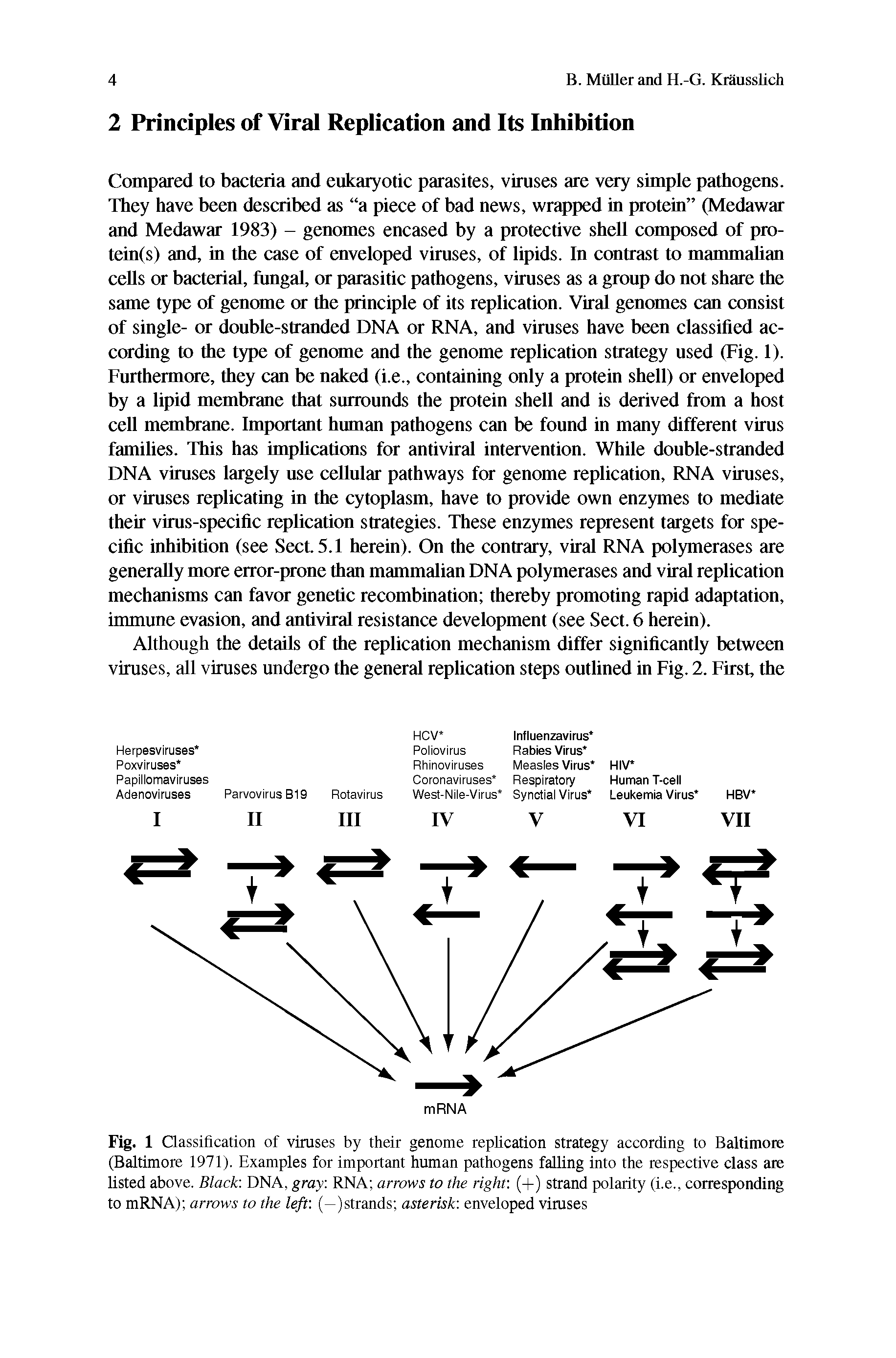 Fig. 1 Classification of viruses by their genome replication strategy according to Baltimore (Baltimore 1971), Examples for important human pathogens falling into the respective class are listed above, Black DNA, gray RNA arrows to the right (+) strand polarity (i,e, corresponding to mRNA) arrows to the left (—(strands asterisk enveloped viruses...