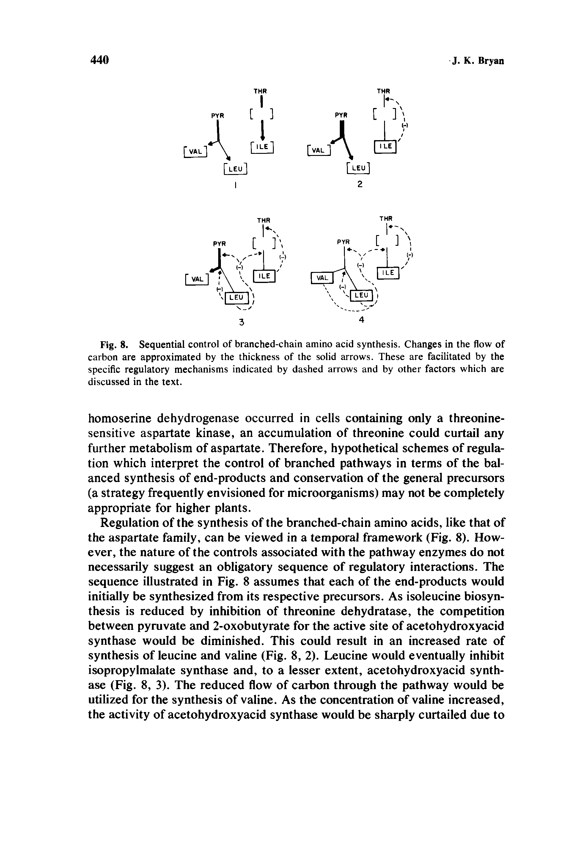 Fig. 8. Sequential control of branched-chain amino acid synthesis. Changes in the flow of carbon are approximated by the thickness of the solid arrows. These are facilitated by the specific regulatory mechanisms indicated by dashed arrows and by other factors which are discussed in the text.