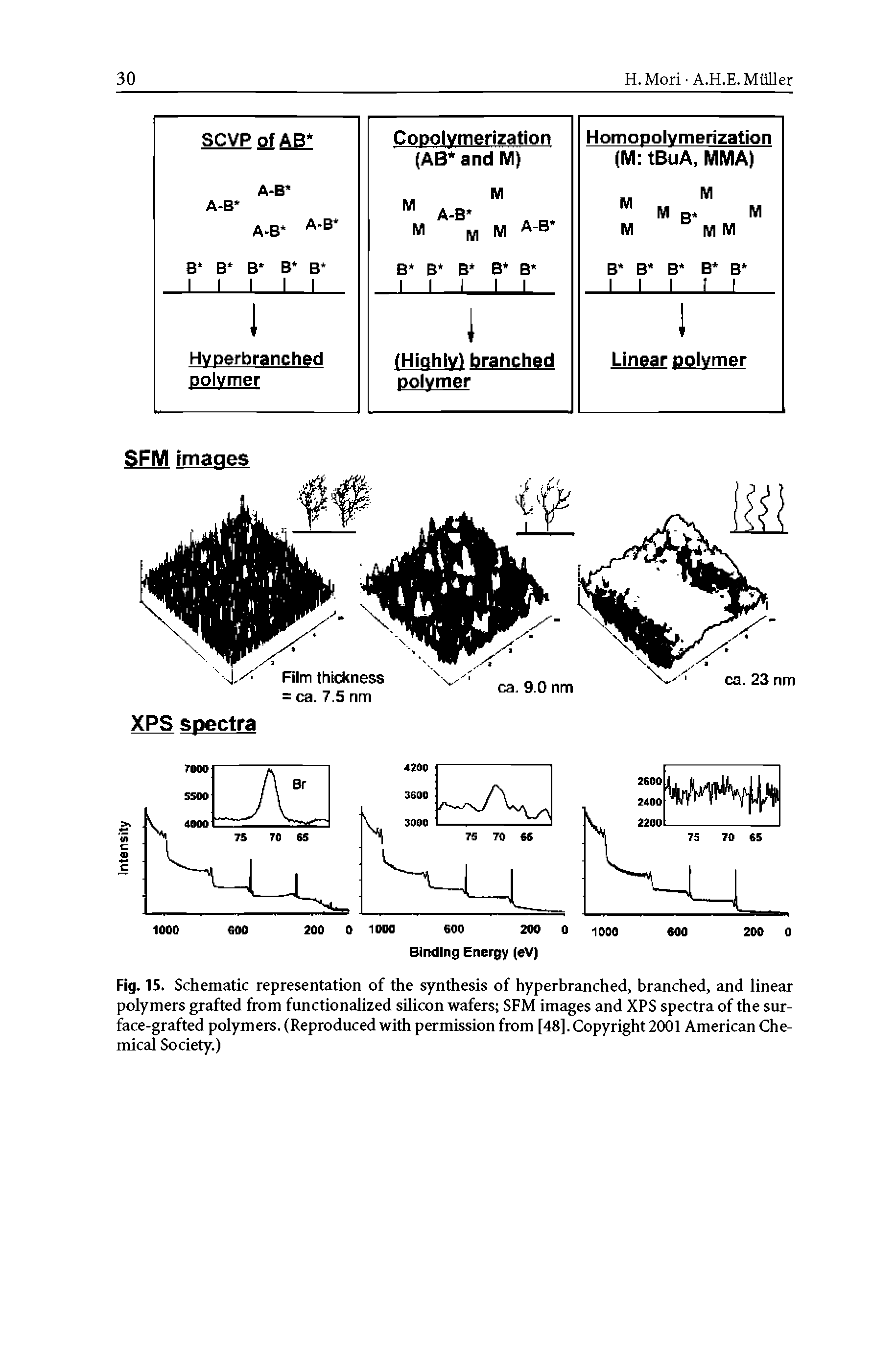 Fig. 15. Schematic representation of the synthesis of hyperbranched, branched, and linear polymers grafted from functionalized silicon wafers SFM images and XPS spectra of the surface-grafted polymers. (Reproduced with permission from [48],Copyright 2001 American Chemical Society.)...