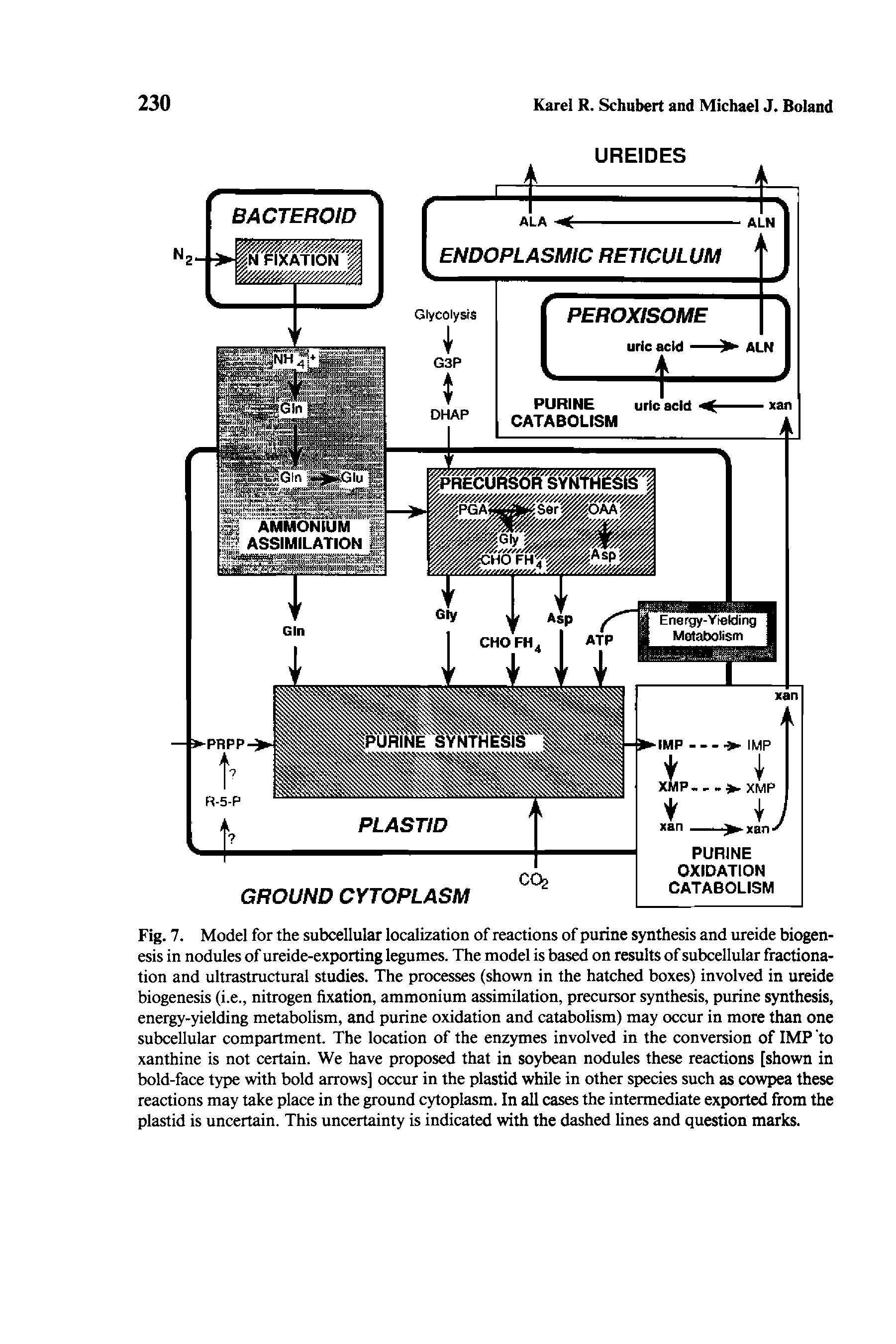 Fig. 7. Model for the subcellular localization of reactions of purine synthesis and ureide biogenesis in nodules of ureide-exportlng legumes. The model is based on results of subcellular fractionation and ultrastructural studies. The processes (shown in the hatched boxes) involved in ureide biogenesis (i.e., nitrogen fixation, ammonium assimilation, precursor synthesis, purine synthesis, energy-yielding metabolism, and purine oxidation and catabolism) may occur in more than one subcellular compartment. The location of the enzymes involved in the conversion of IMP to xanthine is not certain. We have proposed that in soybean nodules these reactions [shown in bold-face type with bold arrows] occur in the plastid while in other species such as cowpea these reactions may take place in the ground cytoplasm. In all cases the intermediate exported from the plastid is uncertain. This uncertainty is indicated with the dashed lines and question marks.