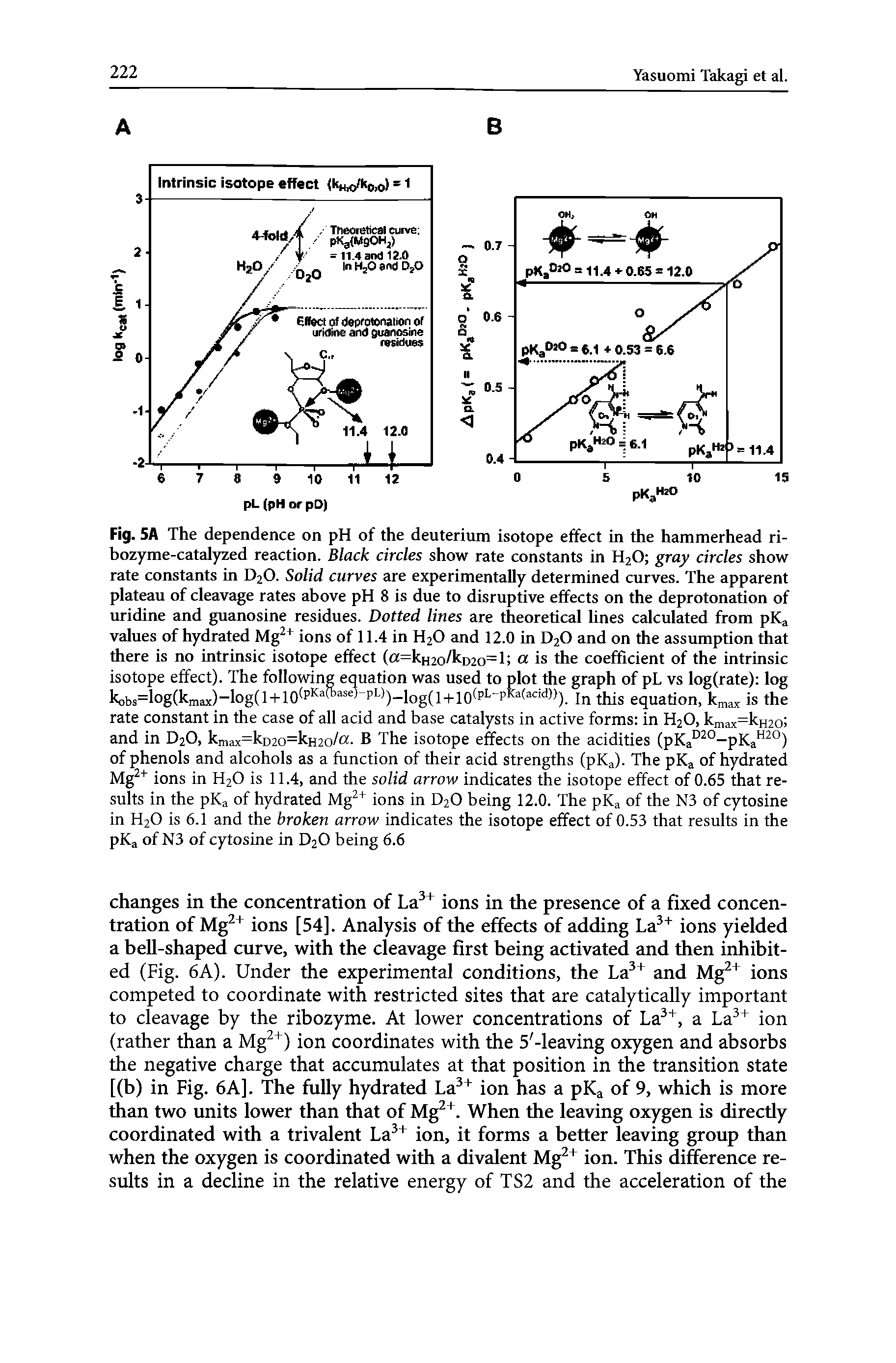 Fig. 5A The dependence on pH of the deuterium isotope effect in the hammerhead ri-bozyme-catalyzed reaction. Black circles show rate constants in H2O gray circles show rate constants in D2O. Solid curves are experimentally determined curves. The apparent plateau of cleavage rates above pH 8 is due to disruptive effects on the deprotonation of uridine and guanosine residues. Dotted lines are theoretical lines calculated from pKa values of hydrated Mg ions of 11.4 in H2O and 12.0 in D2O and on the assmnption that there is no intrinsic isotope effect (a=kH2o/kD2o=l is the coefficient of the intrinsic isotope effect). The following equation was used to plot the graph of pL vs log(rate) log kobs=log(kmax)-log(l+10<PKa< " =5-P -))-log(l+10(pL-pKa(add))) equation, k, ax is the...