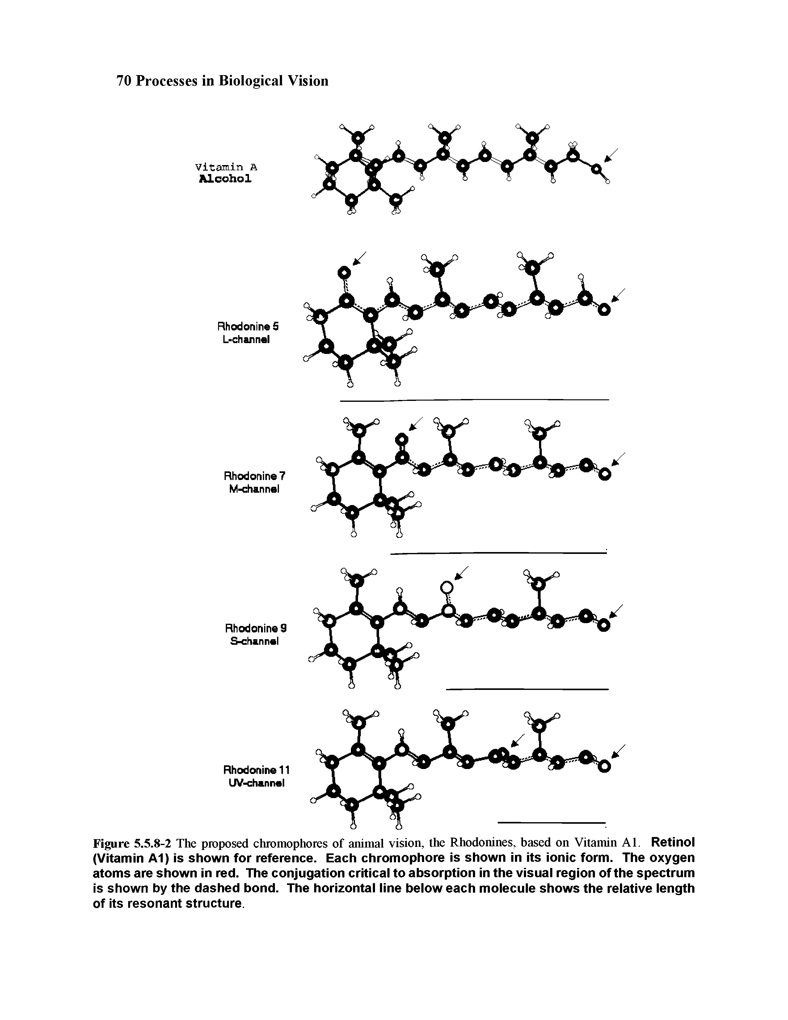 Figure 5.5.8-2 The proposed chromophores of animal vision, the Rhodonines, based on Vitamin Al. Retinol (Vitamin A1) is shown for reference. Each chromophore is shown in its ionic form. The oxygen atoms are shown in red. The conjugation critical to absorption in the visual region of the spectrum is shown by the dashed bond. The horizontal line below each molecule shows the relative length of its resonant structure.