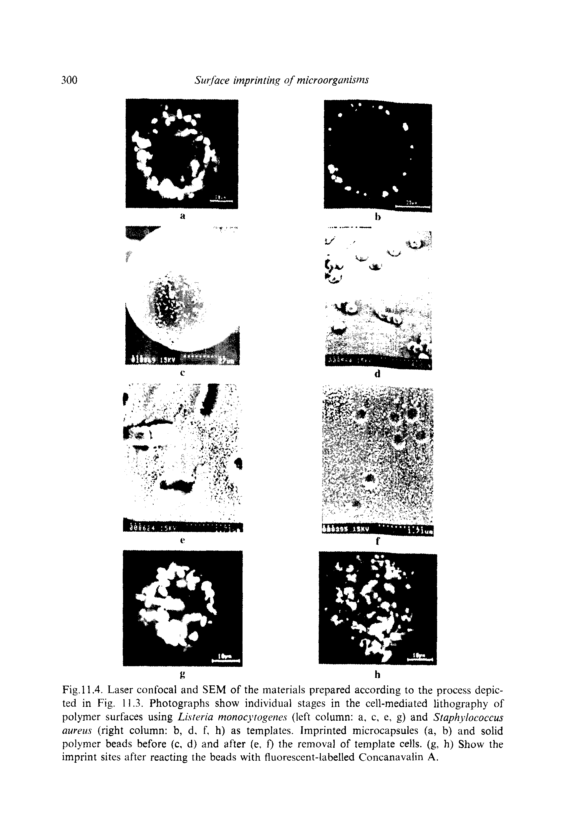 Fig. 11.4. Laser confocal and SEM of the materials prepared according to the process depicted in Fig. 11.3. Photographs show individual stages in the cell-mediated lithography of polymer surfaces using Listeria monocytogenes (left column a, c, e, g) and Staphylococcus aureus (right column b, d, f, h) as templates. Imprinted microcapsules (a, b) and solid polymer beads before (c, d) and after (e, f) the removal of template cells, (g, h) Show the imprint sites after reacting the beads with fluorescent-labelled Concanavalin A.