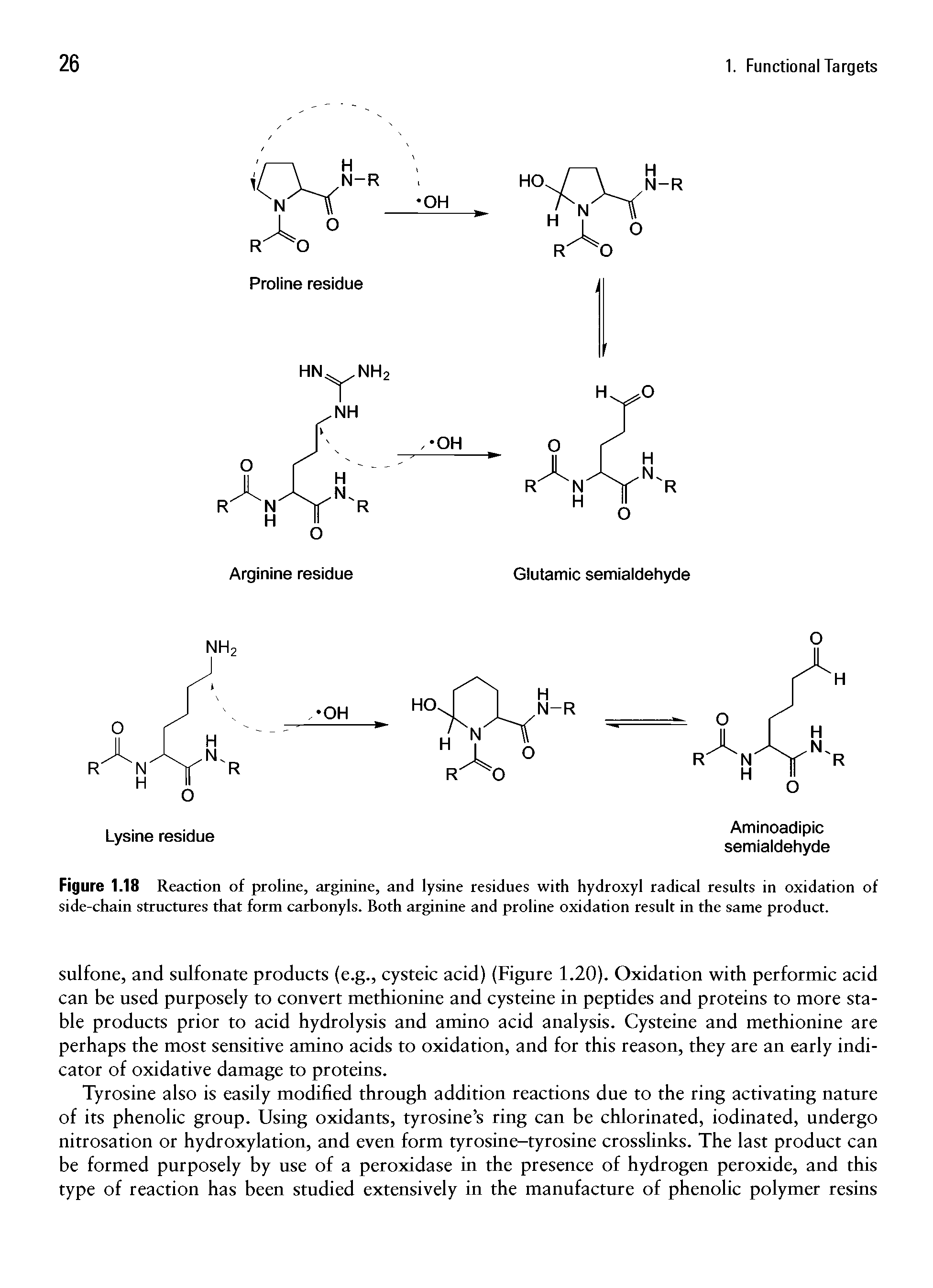 Figure 1.18 Reaction of proline, arginine, and lysine residues with hydroxyl radical results in oxidation of side-chain structures that form carbonyls. Both arginine and proline oxidation result in the same product.