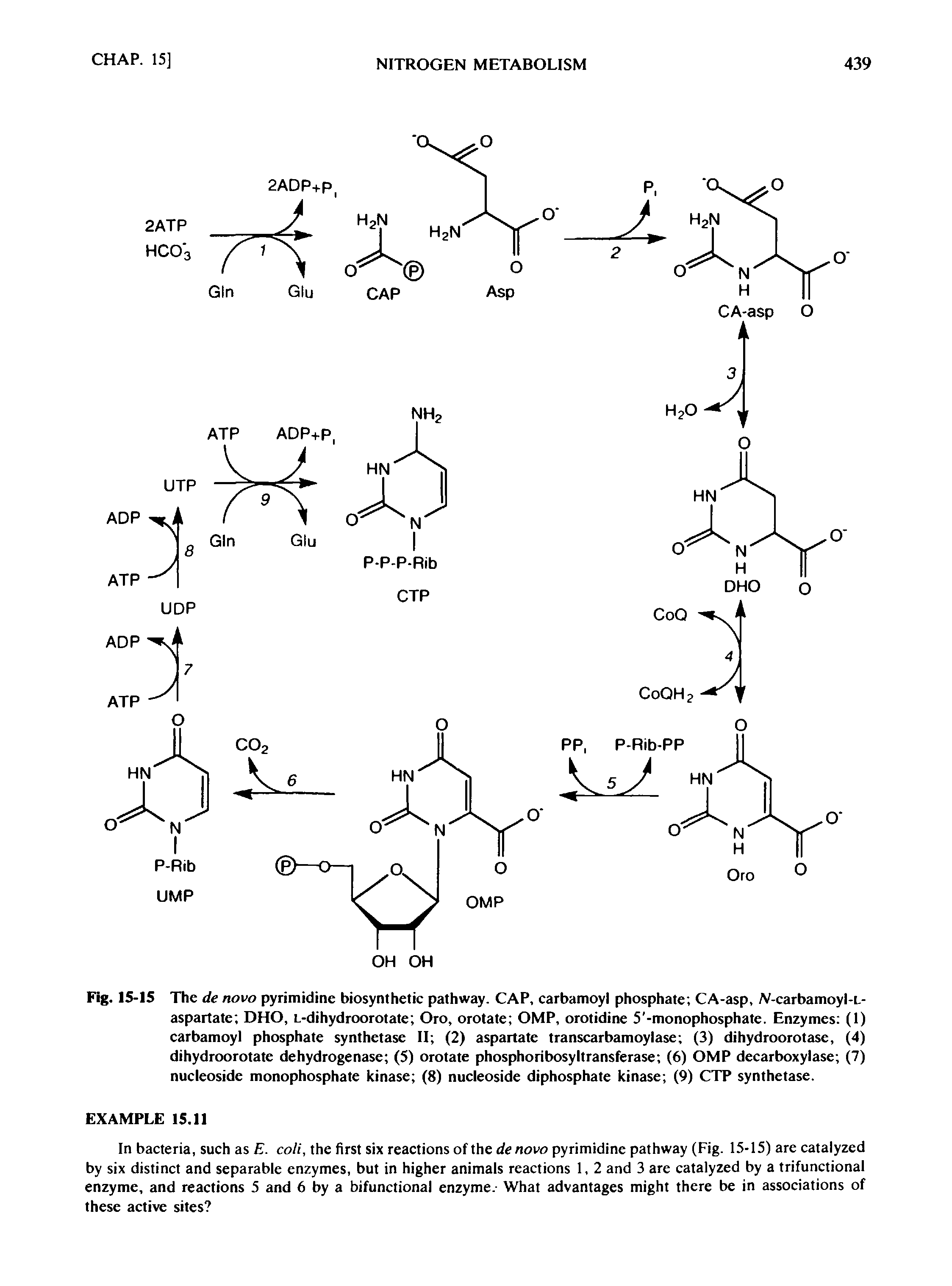 Fig. 15-15 The de novo pyrimidine biosynthetic pathway. CAP, carbamoyl phosphate CA-asp, /V-carbamoyl-L-aspartate DHO, L-dihydroorotate Oro, orotate OMP, orotidine 5 -monophosphate. Enzymes (1) carbamoyl phosphate synthetase II (2) aspartate transcarbamoylase (3) dihydroorotase, (4) dihydroorotate dehydrogenase (5) orotate phosphoribosyltransferase (6) OMP decarboxylase (7) nucleoside monophosphate kinase (8) nucleoside diphosphate kinase (9) CTP synthetase.