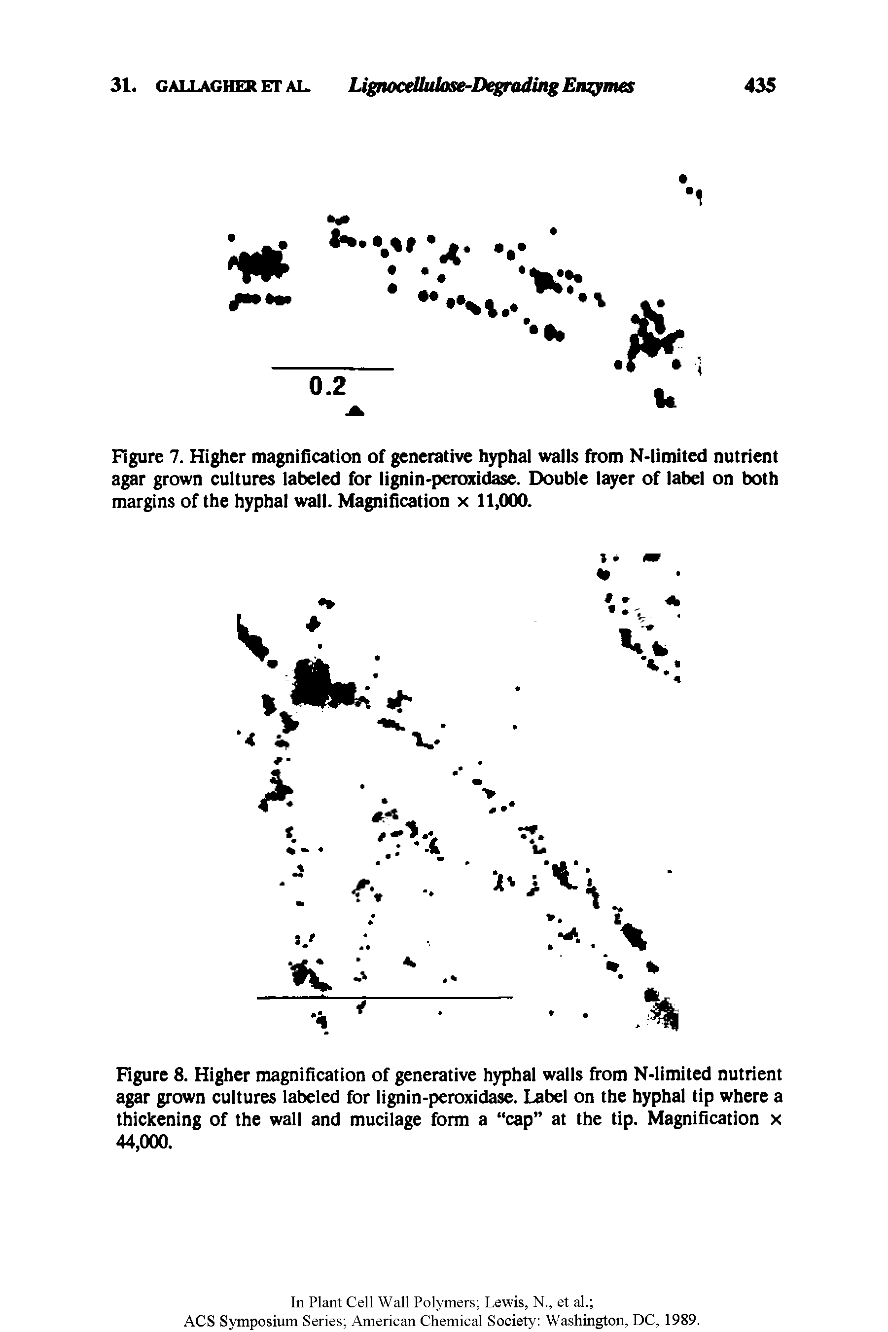 Figure 7. Higher magnification of generative hyphal walls from N-limited nutrient agar grown cultures labeled for lignin-peroxidase. Double layer of label on both margins of the hyphal wall. Magnification x 11,000.