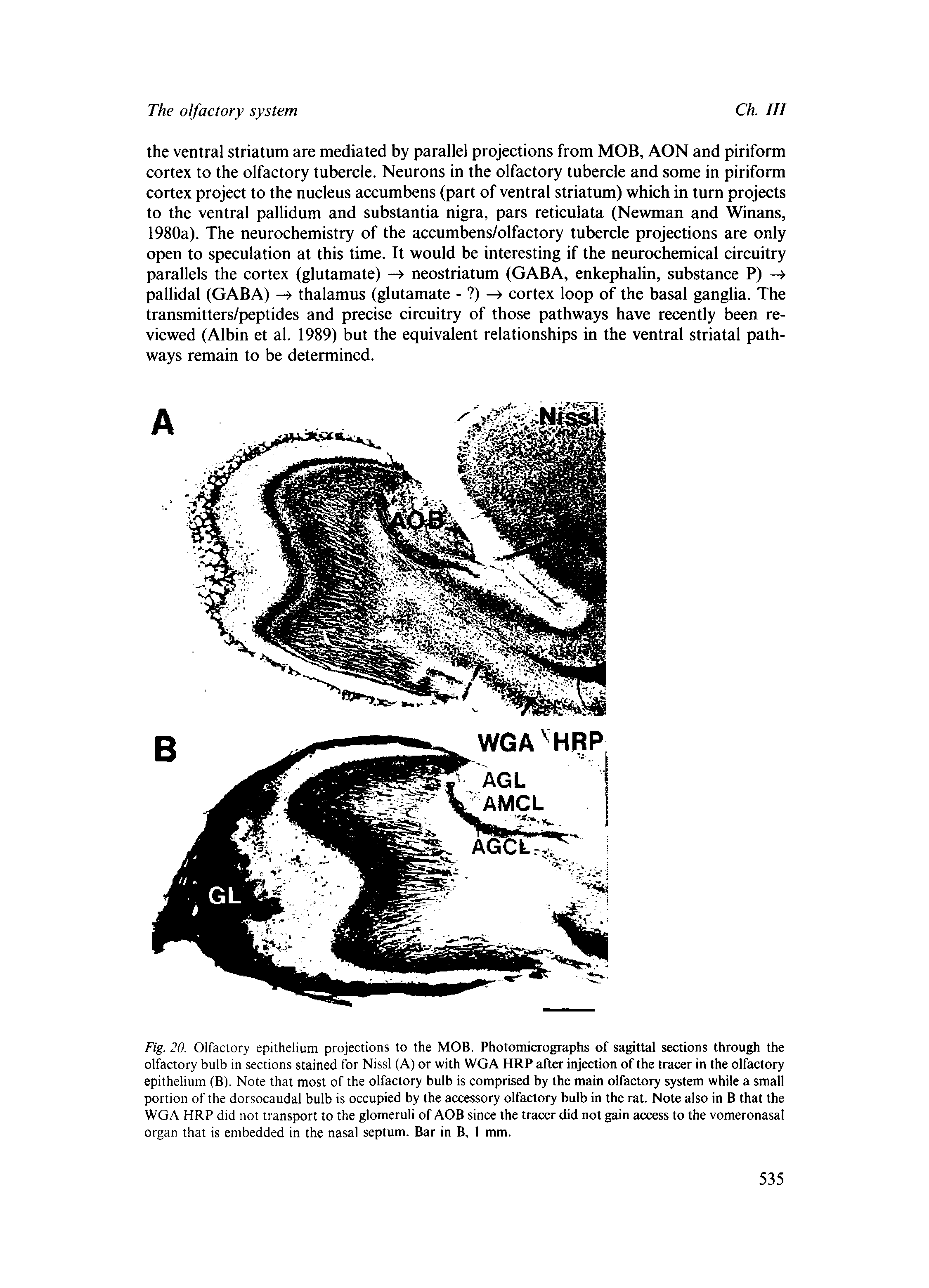Fig. 20. Olfactory epithelium projections to the MOB. Photomicrographs of sagittal sections through the olfactory bulb In sections stained for Nissl (A) or with WGA HRP after injection of the tracer in the olfactory epithelium (B). Note that most of the olfactory bulb is comprised by the main olfactory system while a small portion of the dorsocaudal bulb is occupied by the accessory olfactory bulb in the rat. Note also in B that the WGA HRP did not transport to the glomeruli of AOB since the tracer did not gain access to the vomeronasal organ that is embedded in the nasal septum. Bar in B, 1 mm.