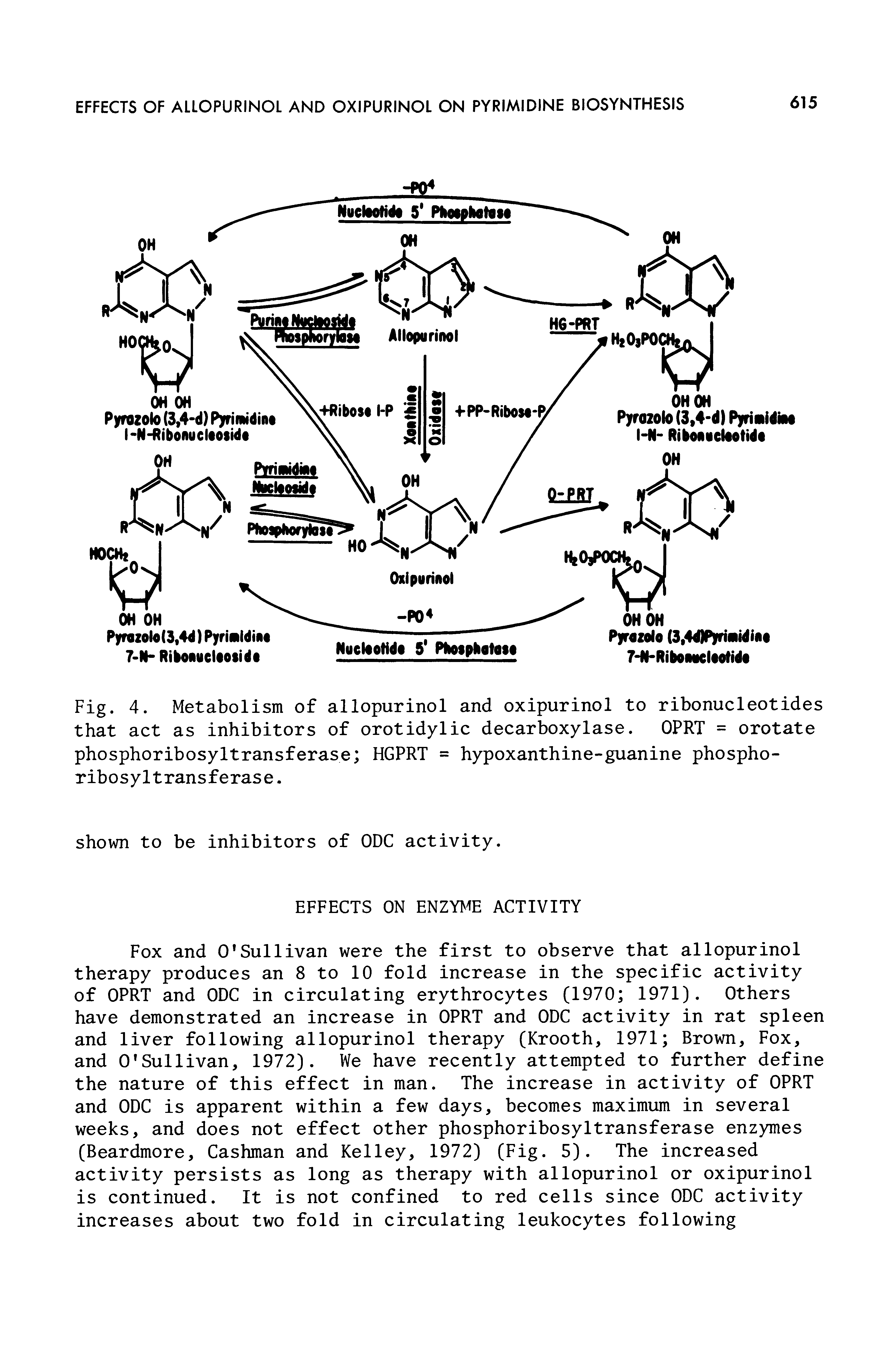 Fig. 4. Metabolism of allopurinol and oxipurinol to ribonucleotides that act as inhibitors of orotidylic decarboxylase. OPRT = orotate phosphoribosyltransferase HGPRT = hypoxanthine-guanine phospho-ribosyltransferase.