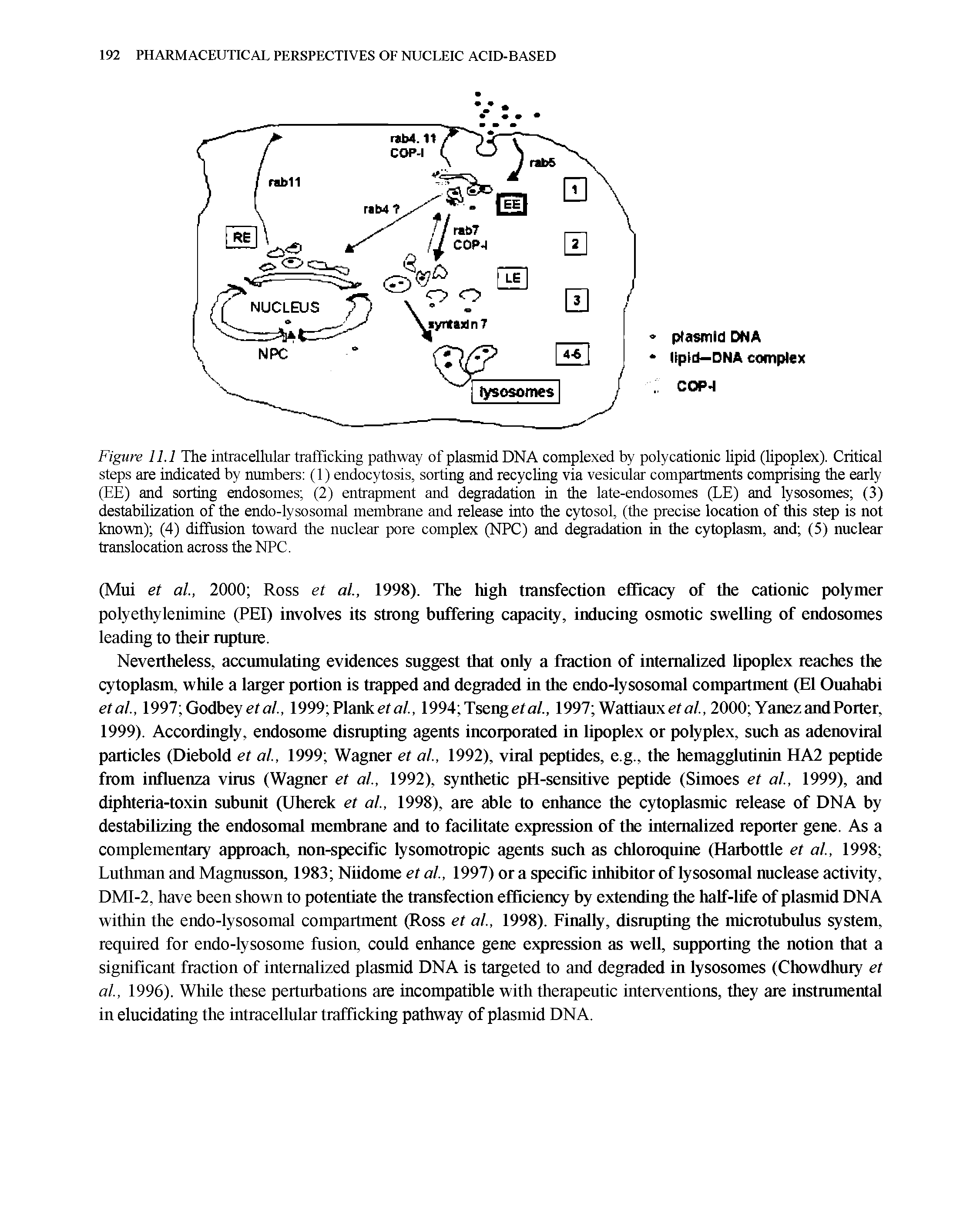 Figure 11.1 The intracellular trafficking pathway of plasmid DNA complexed by poly cationic lipid (lipoplex). Critical steps are indicated by numbers (1) endocytosis, sorting and recycling via vesicular compartments comprising the early (EE) and sorting endosomes (2) entrapment and degradation in the late-endosomes (LE) and lysosomes (3) destabilization of the endo-lysosomal membrane and release into the cytosol, (the precise location of this step is not known) (4) diffusion toward the nuclear pore complex (NPC) and degradation in the cytoplasm, and (5) nuclear translocation across the NPC.