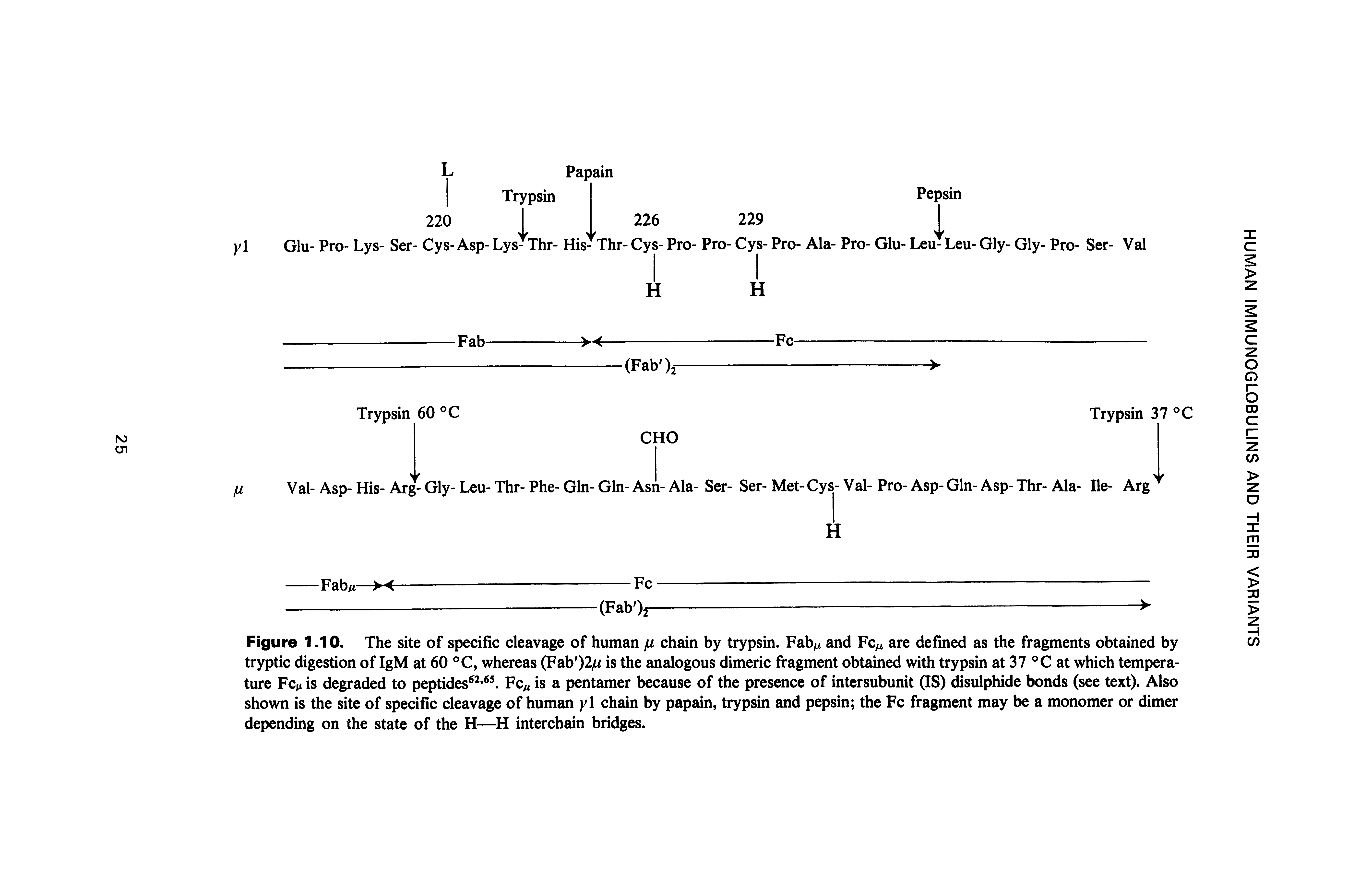Figure 1.10. The site of specific cleavage of human fi chain by trypsin. Fab and Fc t are defined as the fragments obtained by tryptic digestion of IgM at 60 °C, whereas (Fab )2 is the analogous dimeric fragment obtained with trypsin at 37 C at which temperature Fc t is degraded to peptides Fc is a pentamer because of the presence of intersubunit (IS) disulphide bonds (see text). Also shown is the site of specific cleavage of human yl chain by papain, trypsin and pepsin the Fc fragment may be a monomer or dimer depending on the state of the H— H interchain bridges.