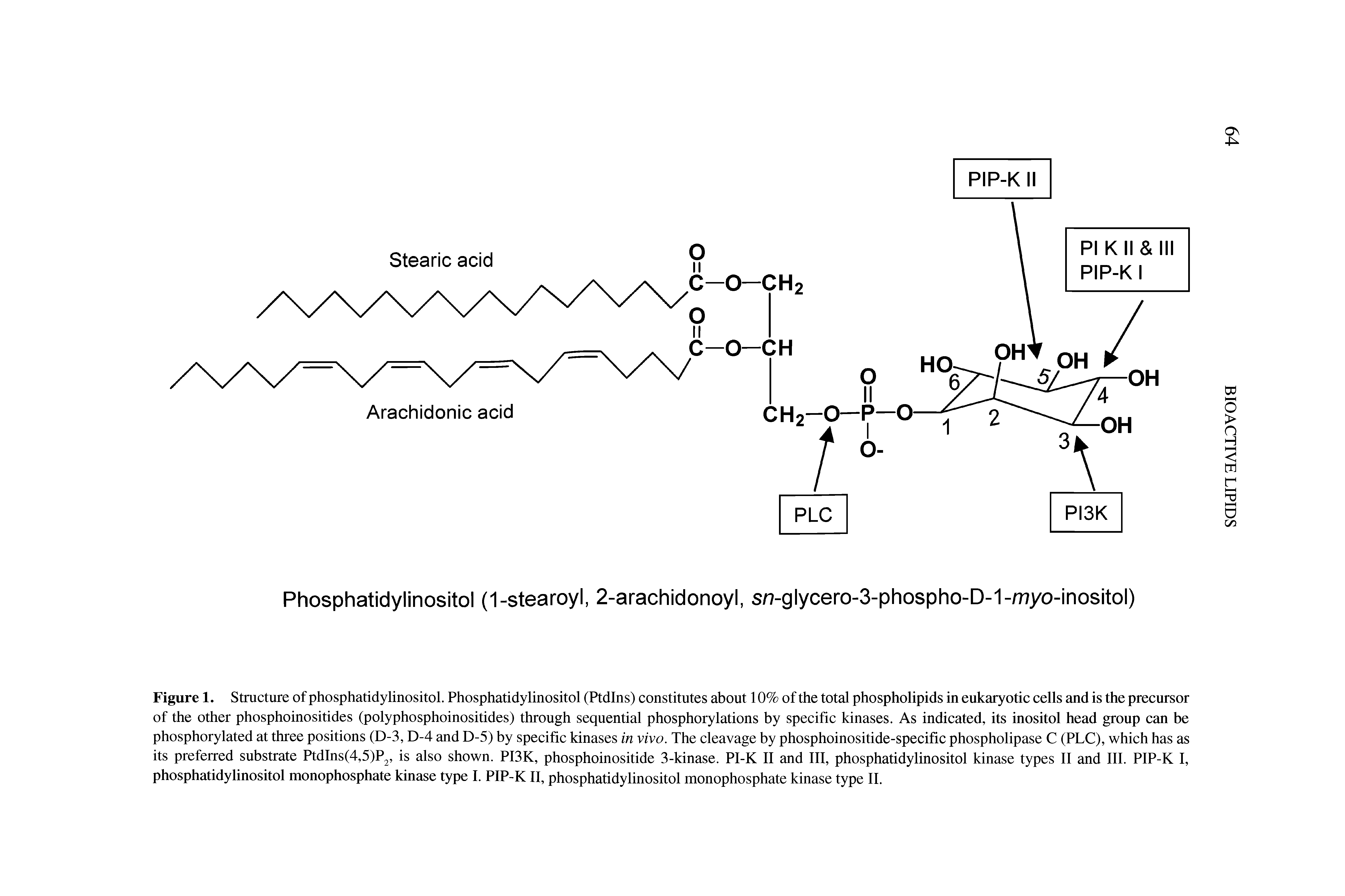 Figure 1. Structure of phosphatidylinositol. Phosphatidylinositol (Ptdins) constitutes about 10% of the total phospholipids in eukaryotic cells and is the precursor of the other phosphoinositides (polyphosphoinositides) through sequential phosphorylations by specific kinases. As indicated, its inositol head group can be phosphorylated at three positions (D-3, D-4 and D-5) by specific kinases in vivo. The cleavage by phosphoinositide-specific phospholipase C (PLC), which has as its preferred substrate PtdIns(4,5)P2, is also shown. PI3K, phosphoinositide 3-kinase. PI-K II and III, phosphatidylinositol kinase types II and III. PIP-K I, phosphatidylinositol monophosphate kinase type I. PIP-K II, phosphatidylinositol monophosphate kinase type II.