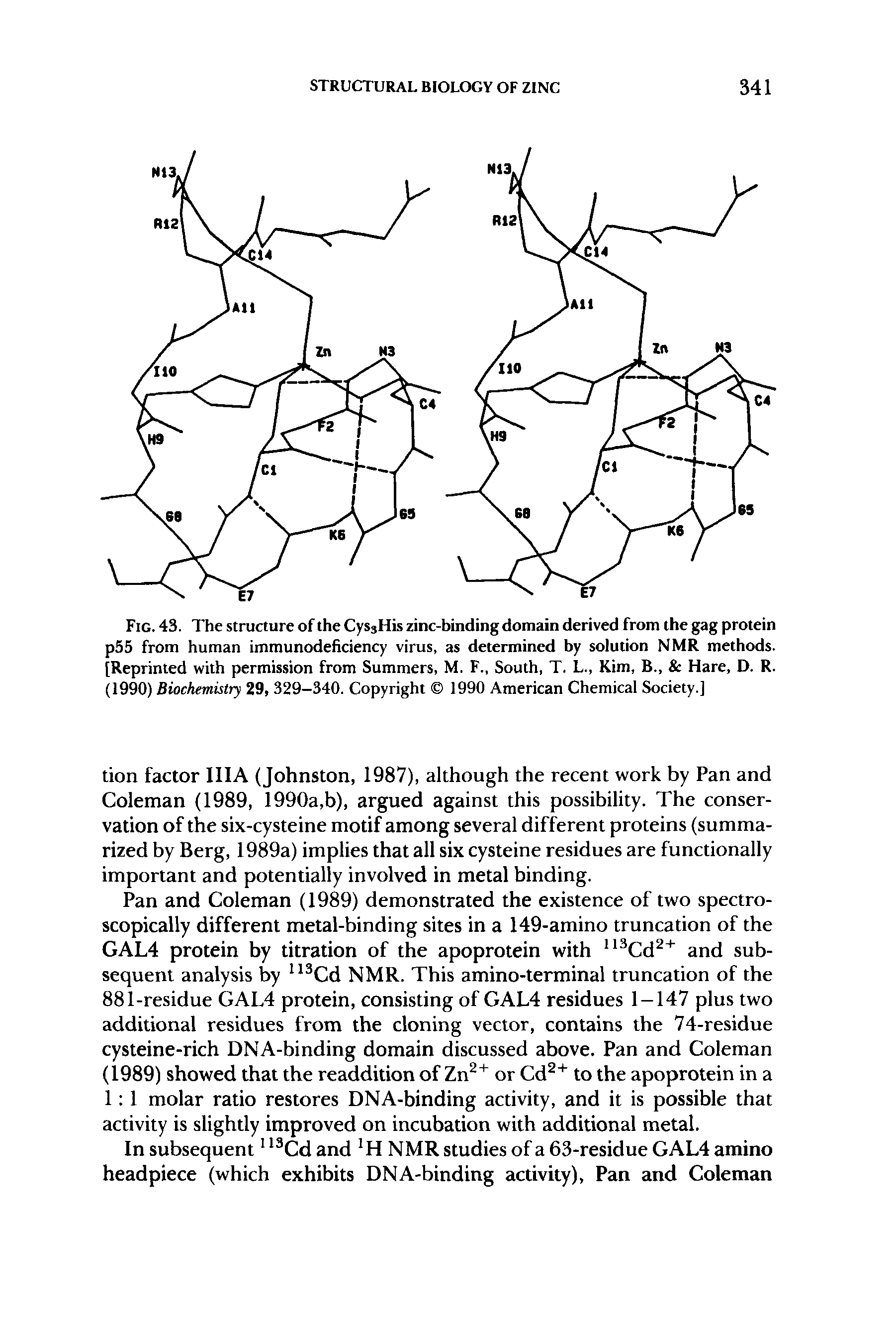 Fig. 43. The structure of the CyssHis zinc-binding domain derived from the gag protein p55 from human immunodeficiency virus, as determined by solution NMR methods. [Reprinted with permission from Summers, M. F., South, T. L., Kim, B., Hare, D. R. (1990) Biochemistry 29, 329-340. Copyright 1990 American Chemical Society.]...