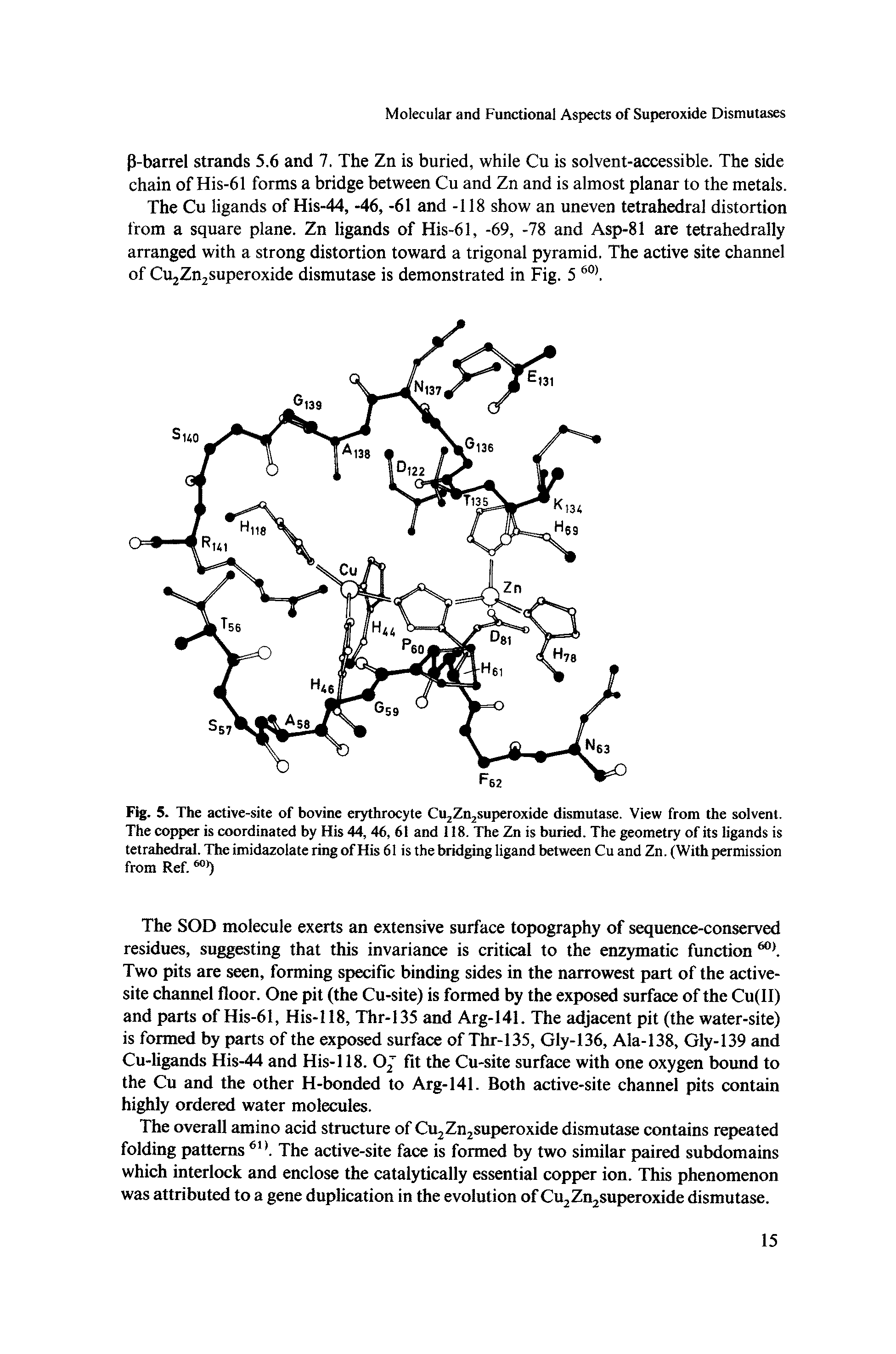 Fig. 5. The active-site of bovine erythrocyte Cu Zn superoxide dismutase. View from the solvent. The copper is coordinated by His 44,46,61 and 118. The Zn is buried. The geometry of its ligands is tetrahedral. The imidazolate ring of His 61 is the brid ng ligand between Cu and Zn. (With permission from Ref. )...