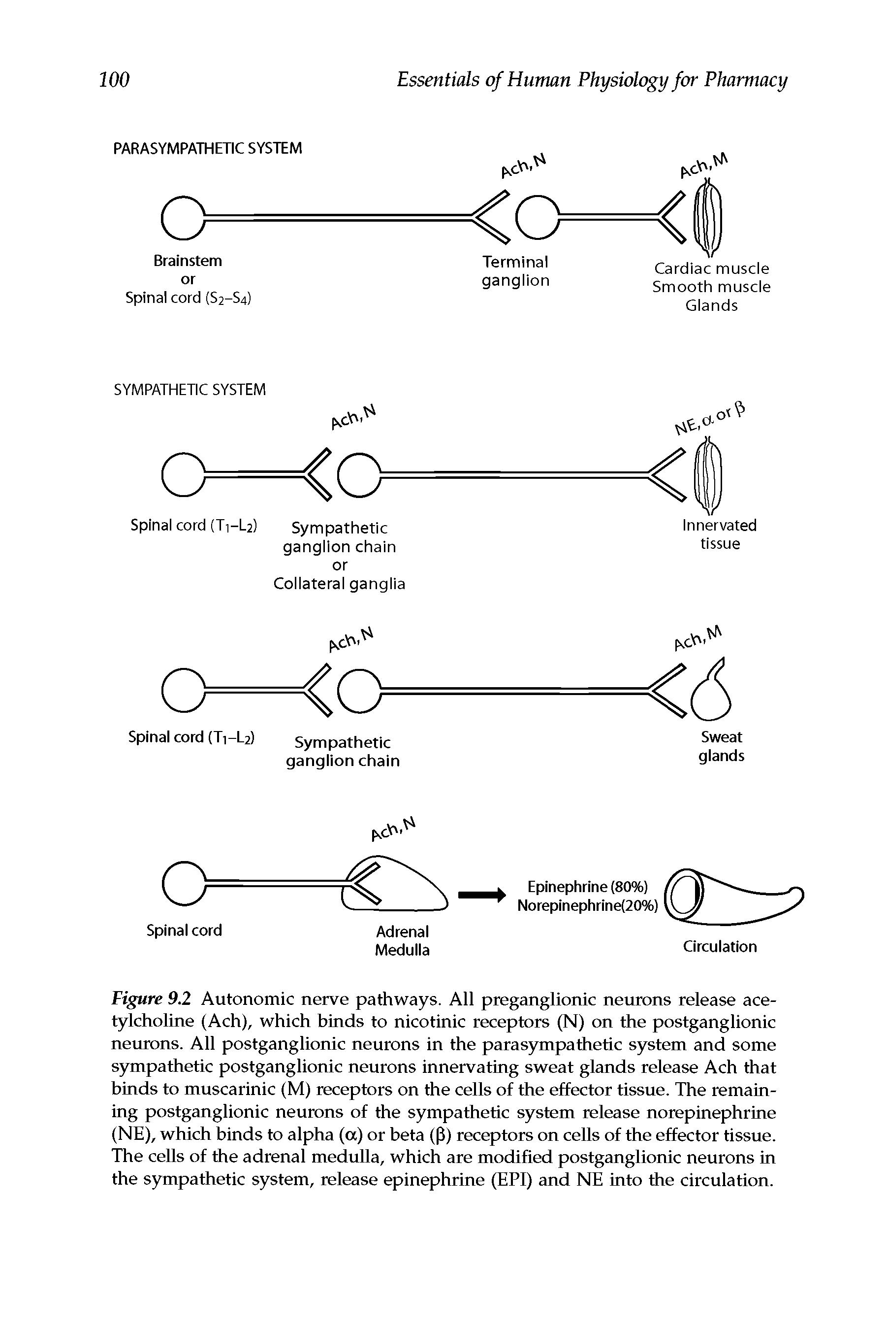 Figure 9.2 Autonomic nerve pathways. All preganglionic neurons release acetylcholine (Ach), which binds to nicotinic receptors (N) on the postganglionic neurons. All postganglionic neurons in the parasympathetic system and some sympathetic postganglionic neurons innervating sweat glands release Ach that binds to muscarinic (M) receptors on the cells of the effector tissue. The remaining postganglionic neurons of the sympathetic system release norepinephrine (NE), which binds to alpha (a) or beta (P) receptors on cells of the effector tissue. The cells of the adrenal medulla, which are modified postganglionic neurons in the sympathetic system, release epinephrine (EPI) and NE into the circulation.