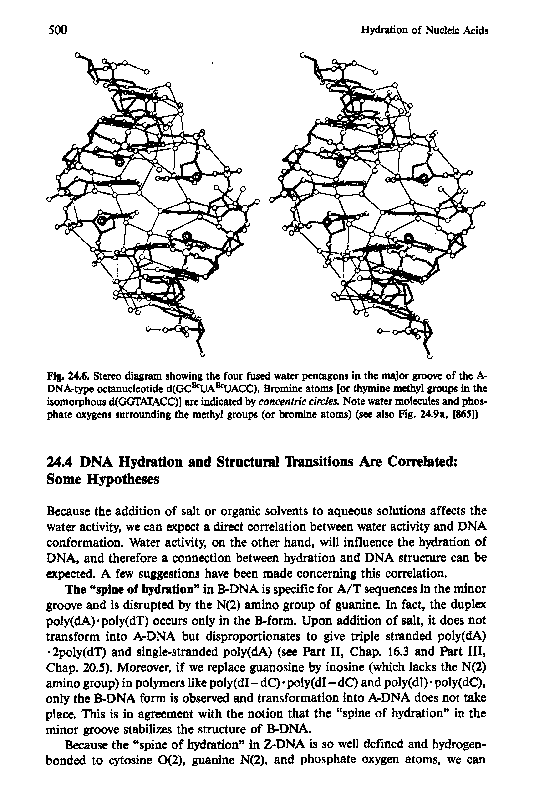 Fig. 24.6. Stereo diagram showing the four fused water pentagons in the major groove of the A-DNA-type octanucleotide d(GCBrUABrUACC). Bromine atoms [or thymine methyl groups in the isomorphous d(GGTATACC)] are indicated by concentric circles. Note water molecules and phosphate oxygens surrounding the methyl groups (or bromine atoms) (see also Fig. 24.9a, [865])...