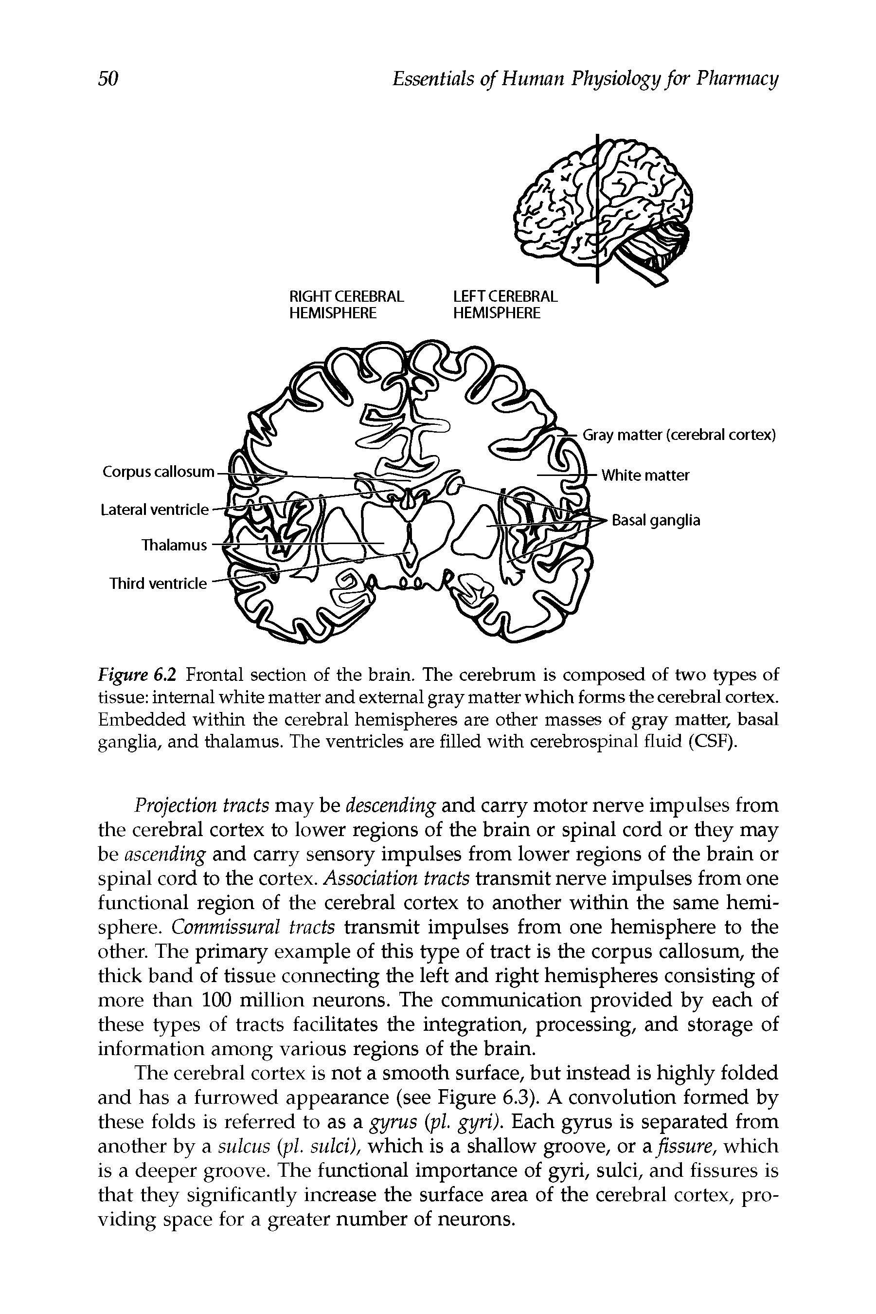 Figure 6.2 Frontal section of the brain. The cerebrum is composed of two types of tissue internal white matter and external gray matter which forms the cerebral cortex. Embedded within the cerebral hemispheres are other masses of gray matter, basal ganglia, and thalamus. The ventricles are filled with cerebrospinal fluid (CSF).