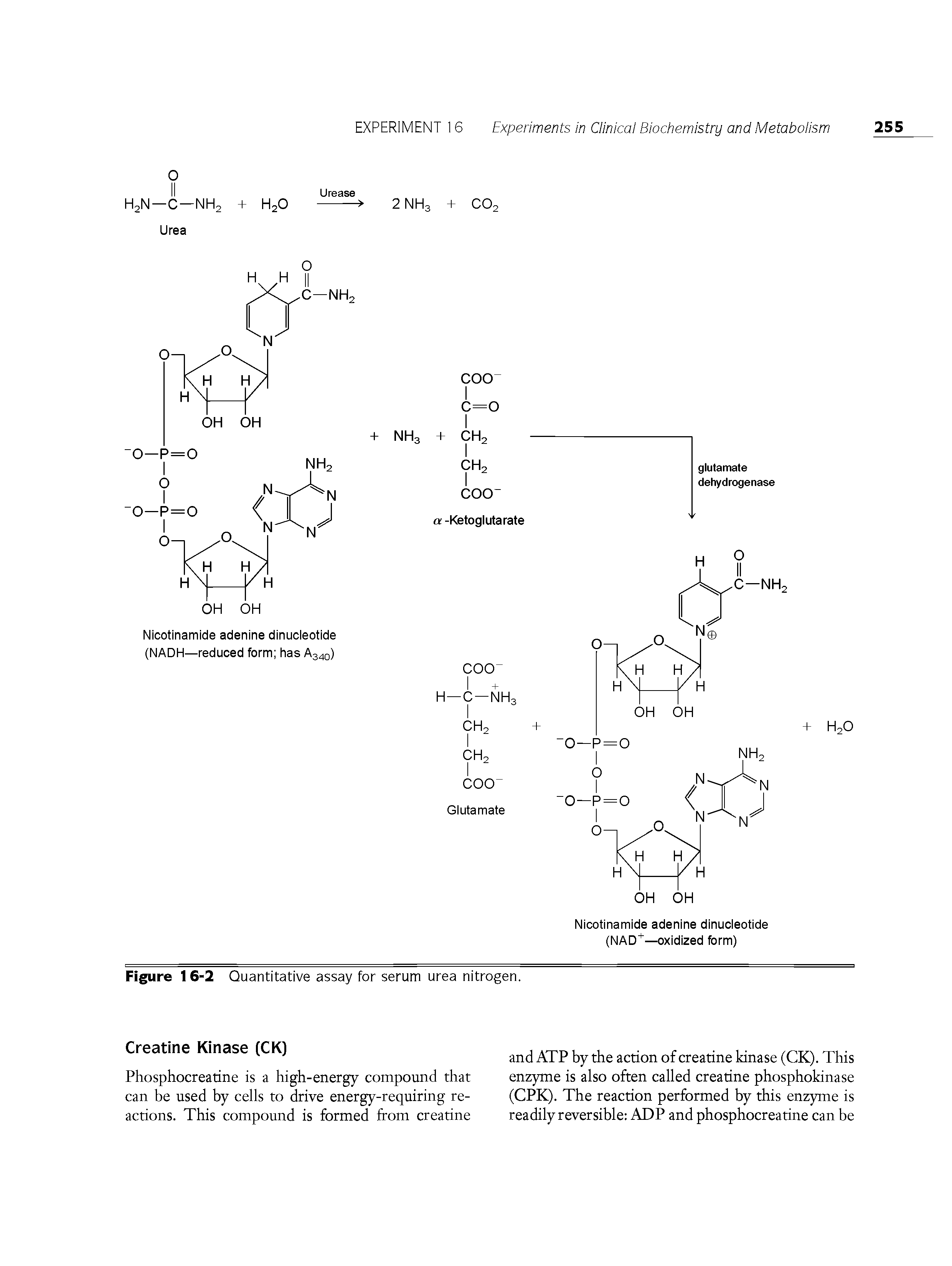 Figure 16-2 Quantitative assay for serum urea nitrogen.