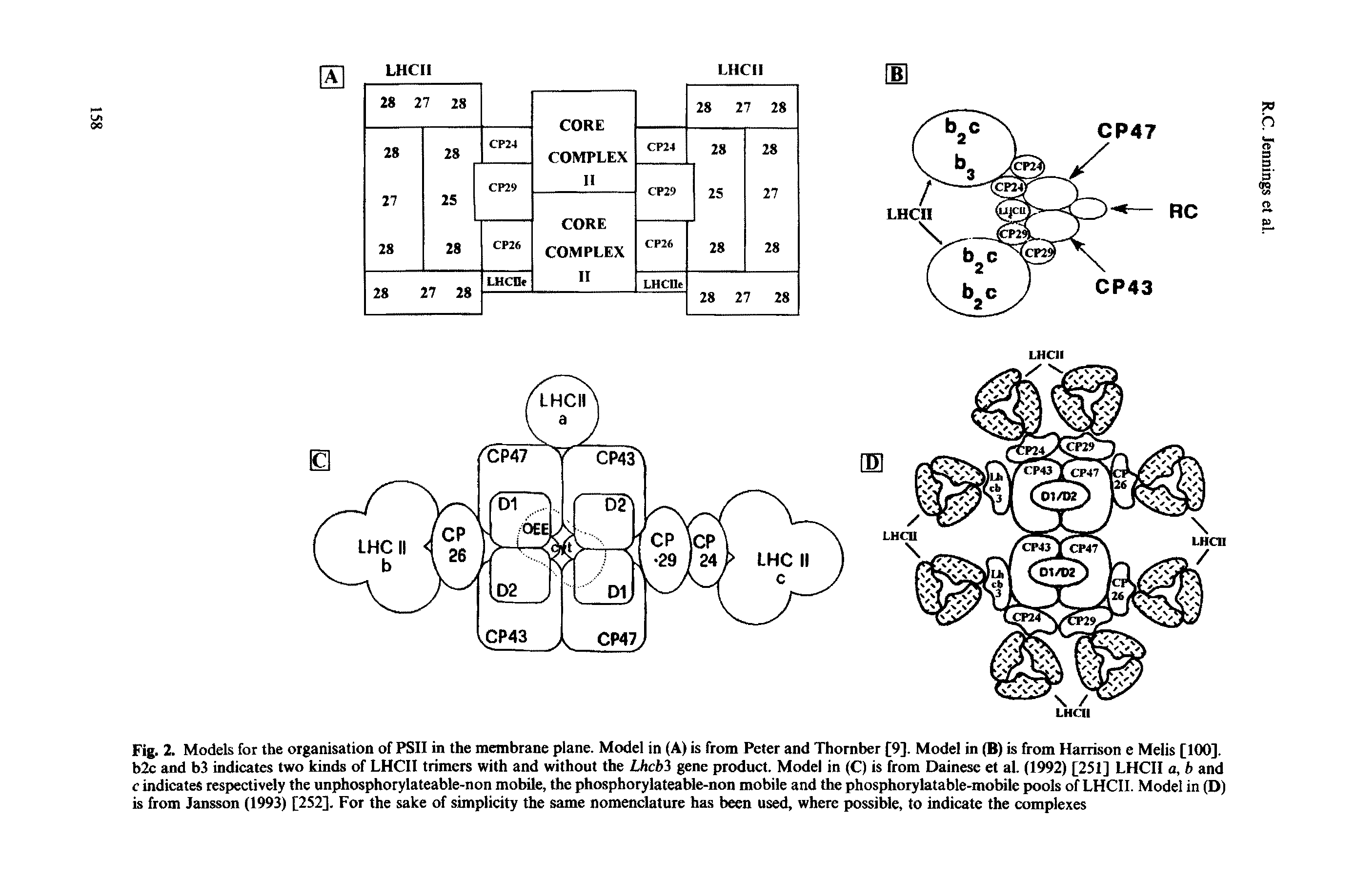 Fig. 2. Models for the organisation of PSII in the membrane plane. Model in (A) is from Peter and Thomber [9]. Model in (B) is from Harrison e Melis [100]. b2c and b3 indicates two kinds of LHCII trimers with and without the Lhchi gene product. Model in (C) is from Dainese et al. (1992) [251] LHCII a, b and c indicates respectively the unphosphorylateable-non mobile, the phosphorylateable-non mobile and the phosphorylatable-mobile pools of LHCII. Model in (D) is from Jansson (1993) [252]. For the sake of simplicity the same nomenclature has been used, where possible, to indicate the complexes...