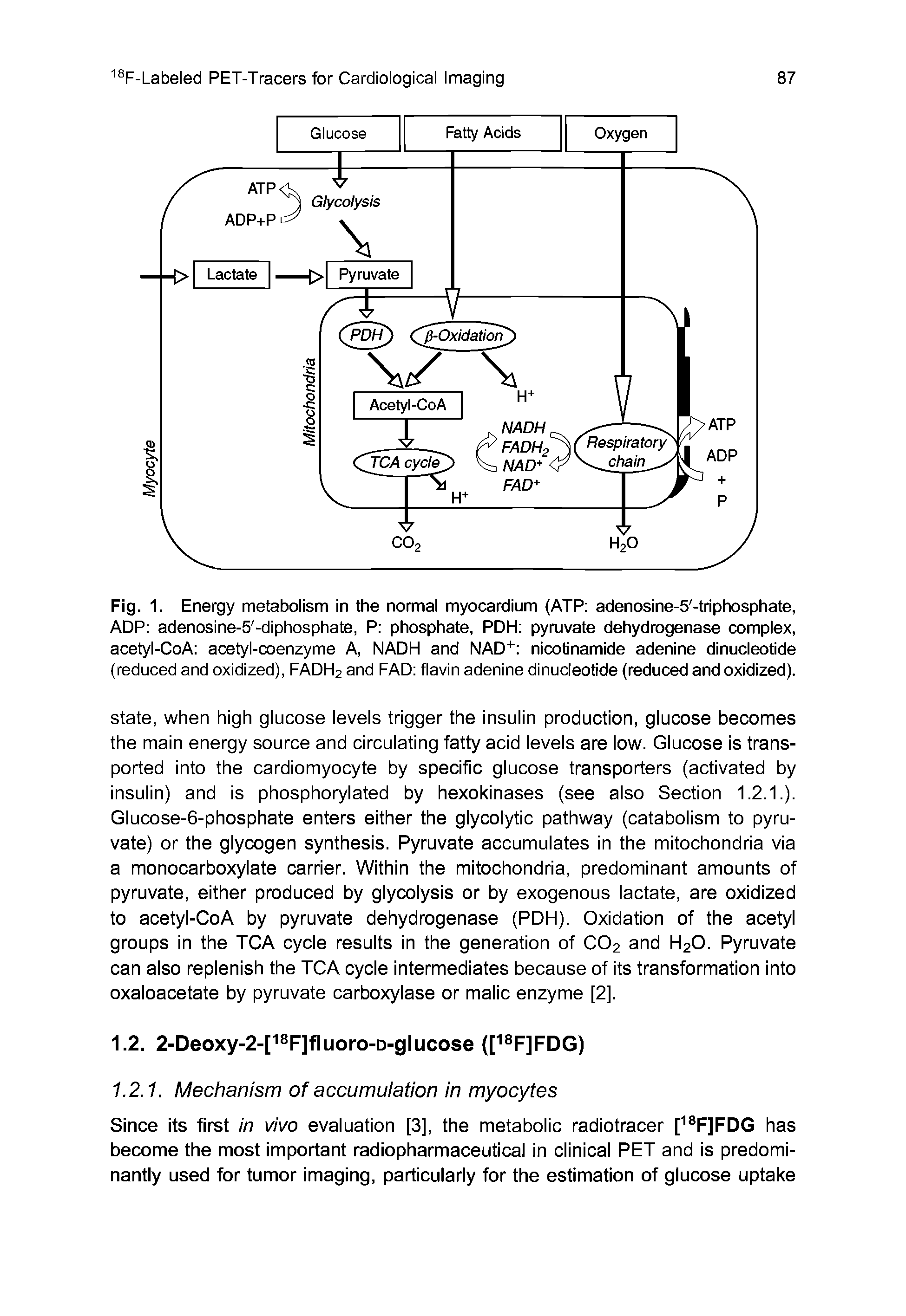 Fig. 1. Energy metabolism in the normal myocardium (ATP adenosine-5 -triphosphate, ADP adenosine-5 -diphosphate, P phosphate, PDH pyruvate dehydrogenase complex, acetyl-CoA acetyl-coenzyme A, NADH and NAD" nicotinamide adenine dinucleotide (reduced and oxidized), FADH2 and FAD flavin adenine dinucleotide (reduced and oxidized).