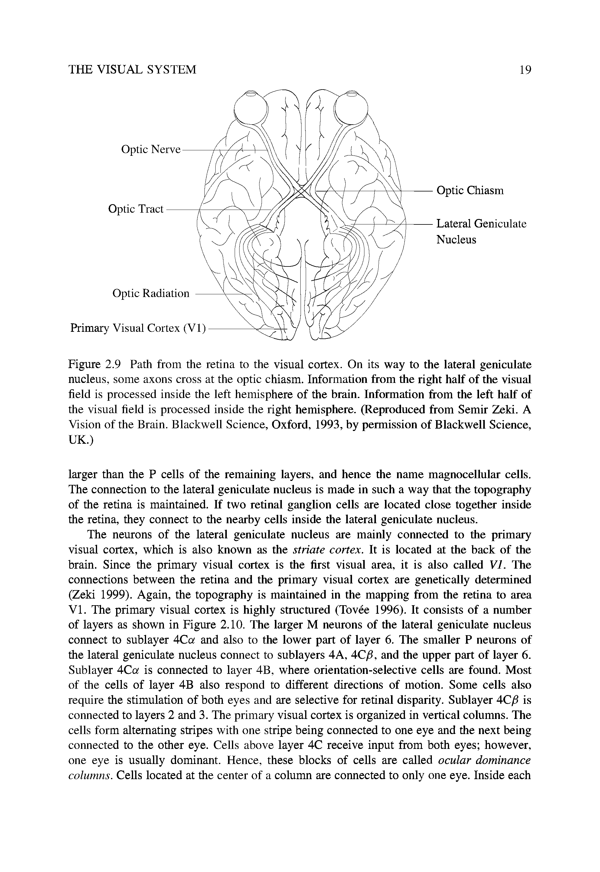 Figure 2.9 Path from the retina to the visual cortex. On its way to the lateral geniculate nucleus, some axons cross at the optic chiasm. Information from the right half of the visual field is processed inside the left hemisphere of the brain. Information from the left half of the visual field is processed inside the right hemisphere. (Reproduced from Semir Zeki. A Vision of the Brain. Blackwell Science, Oxford, 1993, by permission of Blackwell Science, UK.)...