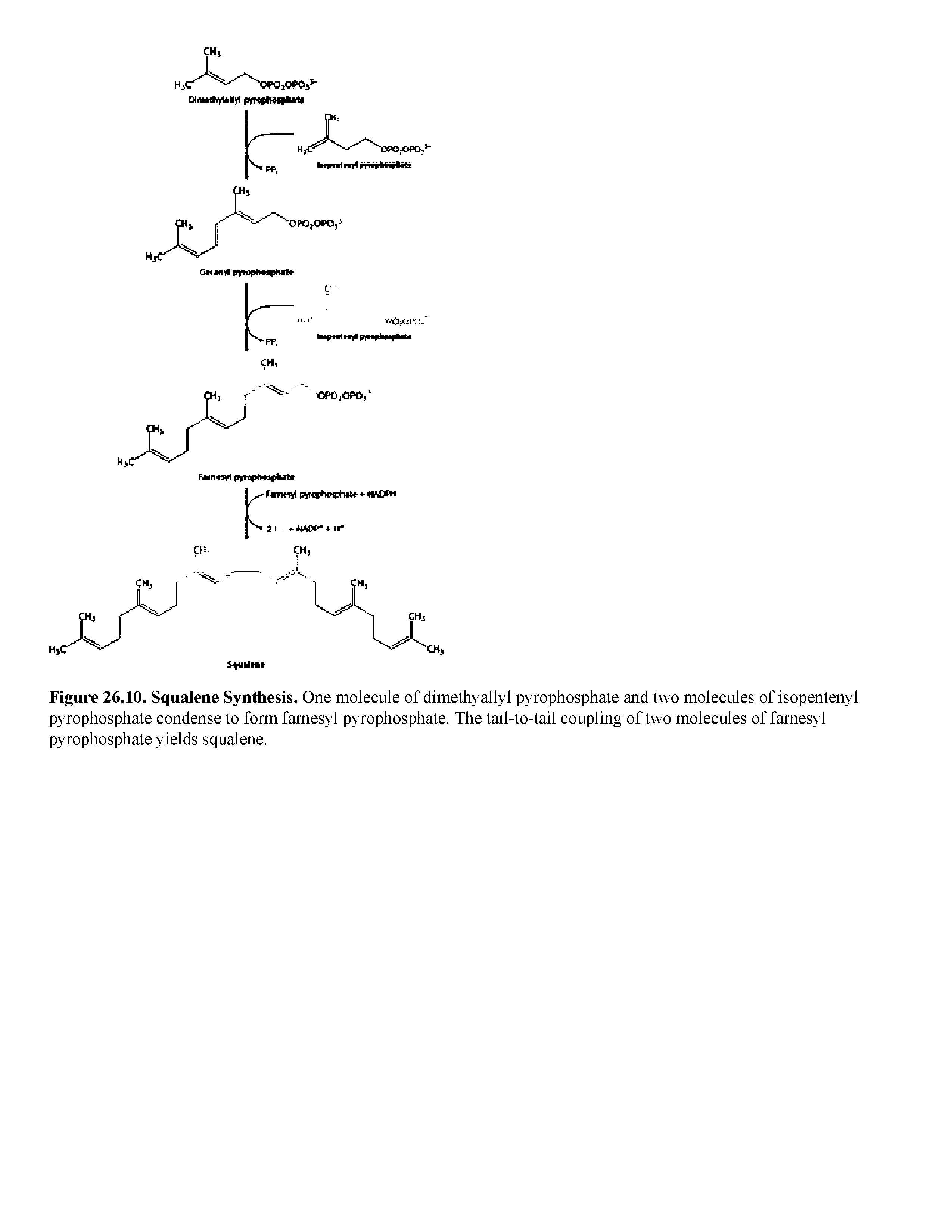 Figure 26.10. Squalene Synthesis. One molecule of dimethyallyl pyrophosphate and two molecules of isopentenyl pyrophosphate condense to form famesyl pyrophosphate. The tail-to-tail coupling of two molecules of famesyl pyrophosphate yields squalene.