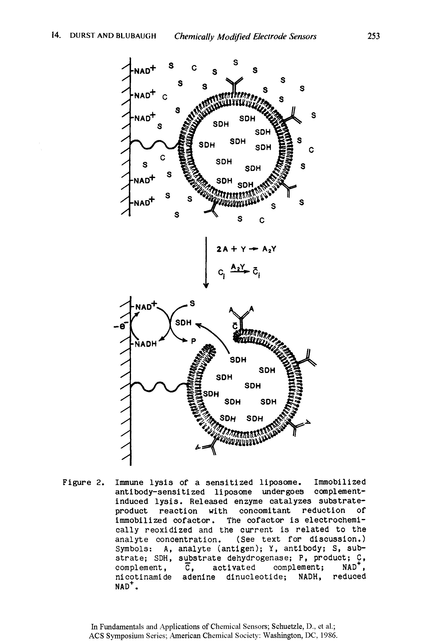 Figure 2. Immune lysis of a sensitized liposome. Immobilized antibody-sensitized liposome undergoes complement-induced lysis. Released enzyme catalyzes substrate-product reaction with concomitant reduction of immobilized cofactor. The cofactor is electrochemi-cally reoxidized and the current is related to the analyte concentration. (See text for discussion.) Symbols A, analyte (antigen) Y, antibody S, sub-...