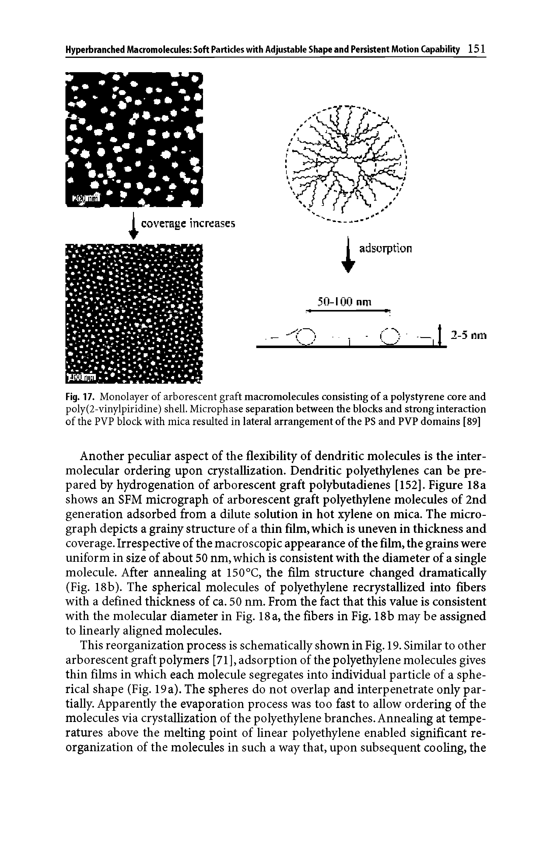 Fig. 17. Monolayer of arborescent graft macromolecules consisting of a polystyrene core and poly(2-vlnylplrldlne) shell. Microphase separation between the blocks and strong interaction of the PVP block with mica resulted In lateral arrangement of the PS and PVP domains [89]...