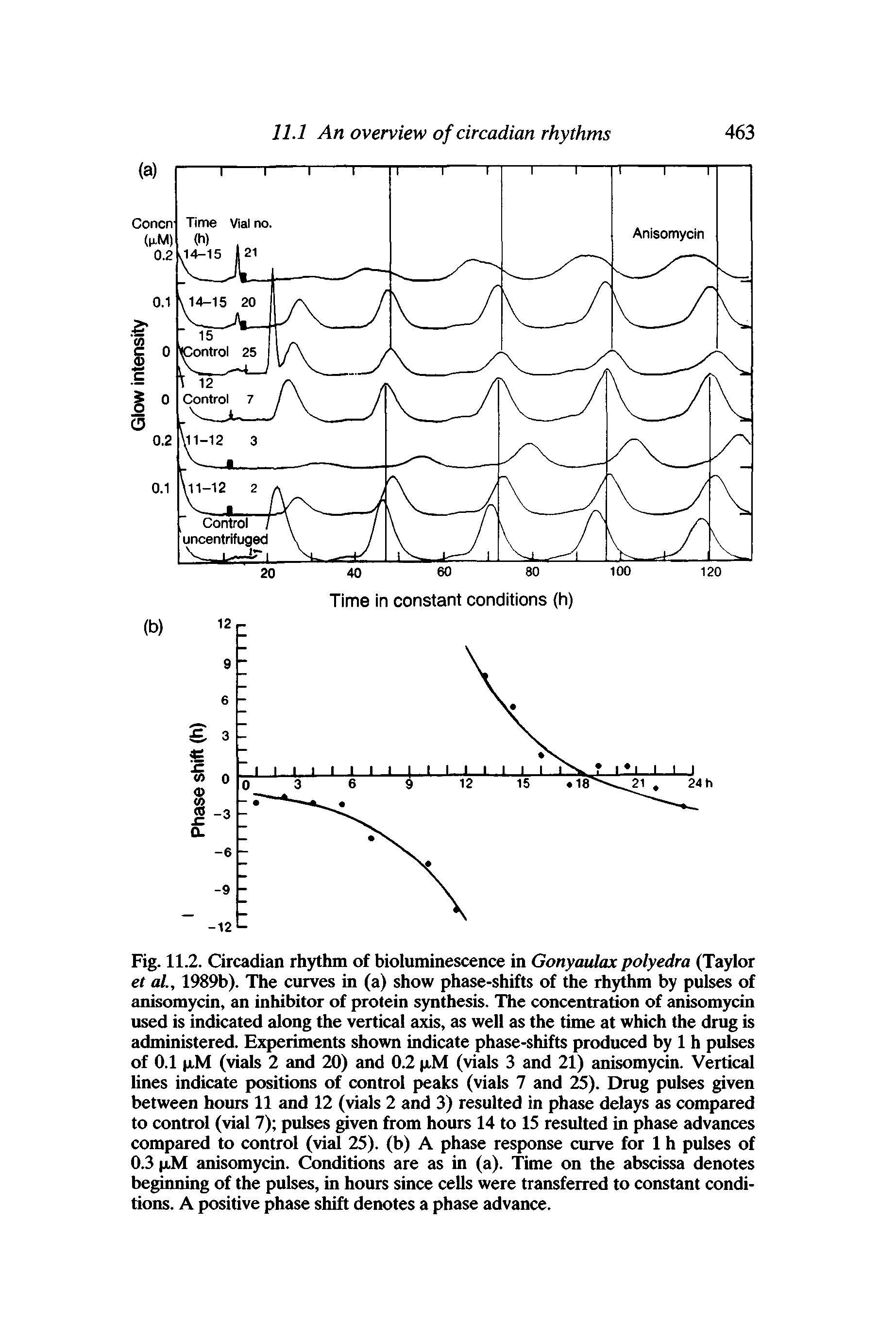 Fig. 11.2. Circadian rhythm of bioluminescence in Gonyaulax polyedra (Taylor et al., 1989b). The curves in (a) show phase-shifts of the rhythm by pulses of anisomycin, an inhibitor of protein synthesis. The concentration of anisomycin used is indicated along the vertical axis, as well as the time at which the drug is administered. Experiments shown indicate phase-shifts produced by 1 h pulses of 0.1 pM (vials 2 and 20) and 0.2 pM (vials 3 and 21) anisomycin. Vertical lines indicate positions of control peaks (vials 7 and 25). Drug pulses given between hours 11 and 12 (vials 2 and 3) resulted in phase delays as compared to control (vial 7) pulses given from hours 14 to 15 resulted in phase advances compared to control (vial 25). (b) A phase response curve for 1 h pulses of 0.3 pM anisomycin. Conditions are as in (a). Time on the abscissa denotes beginning of the pulses, in hours since cells were transferred to constant conditions. A positive phase shift denotes a phase advance.