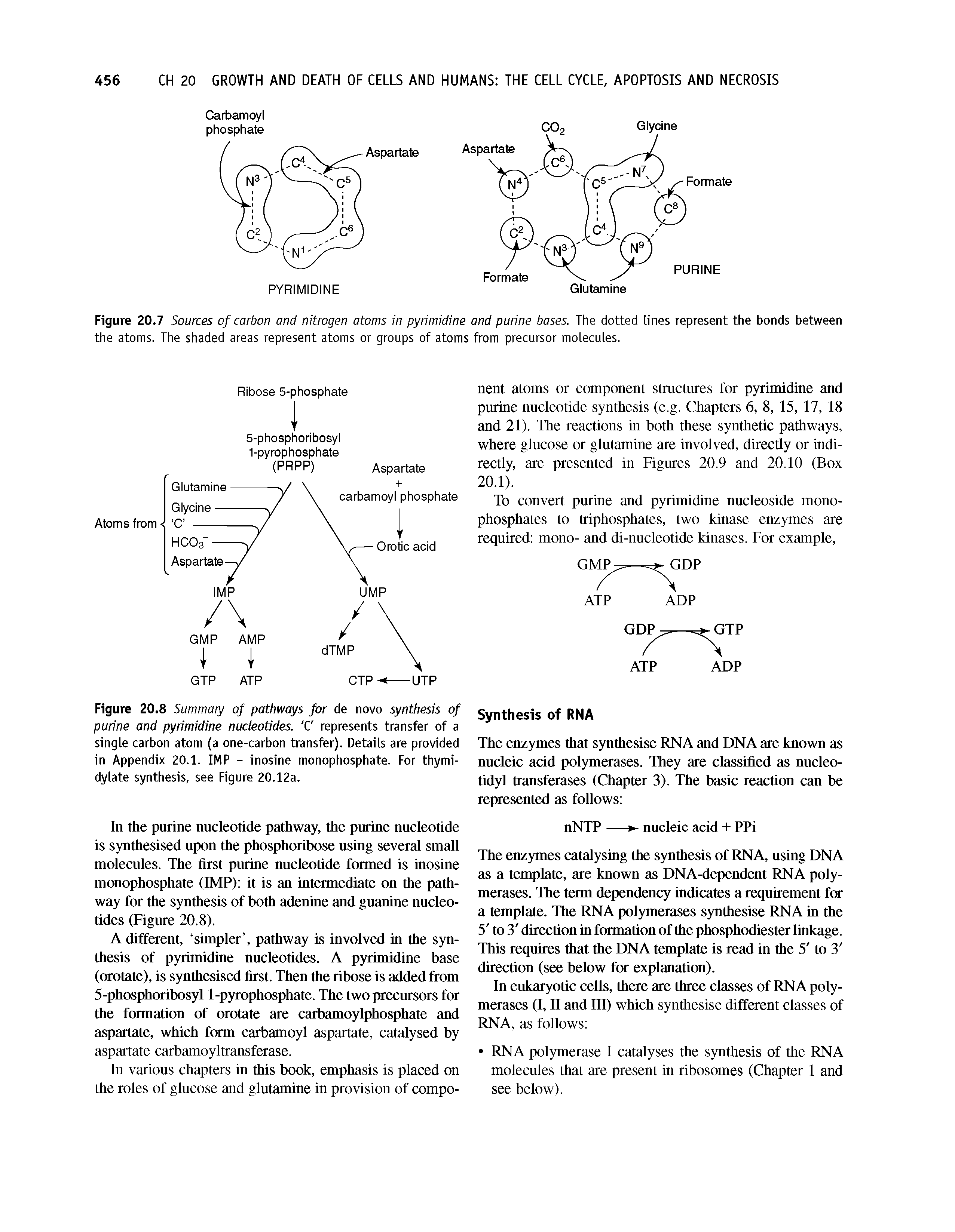 Figure 20.8 Summary of pathways for de novo synthesis of purine and pyrimidine nucleotides. C represents transfer of a single carbon atom (a one-carbon transfer). Details are provided in Appendix 20.1. IMP - inosine monophosphate. For thymi-dylate synthesis, see Figure 20.12a.