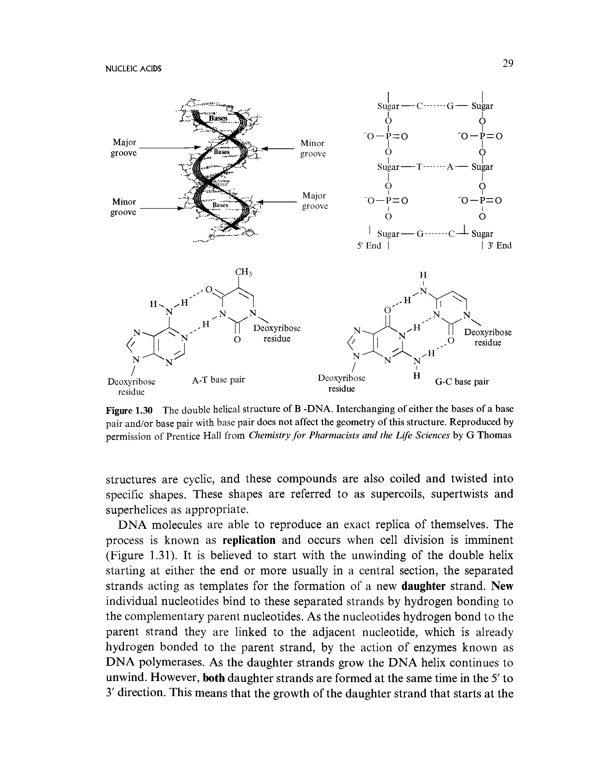 Figure 1.30 The double helical structure of B -DNA. Interchanging of either the bases of a base pair and/or base pair with base pair does not affect the geometry of this structure. Reproduced by permission of Prentice Hall from Chemistry for Pharmacists and the Life Sciences by G Thomas...