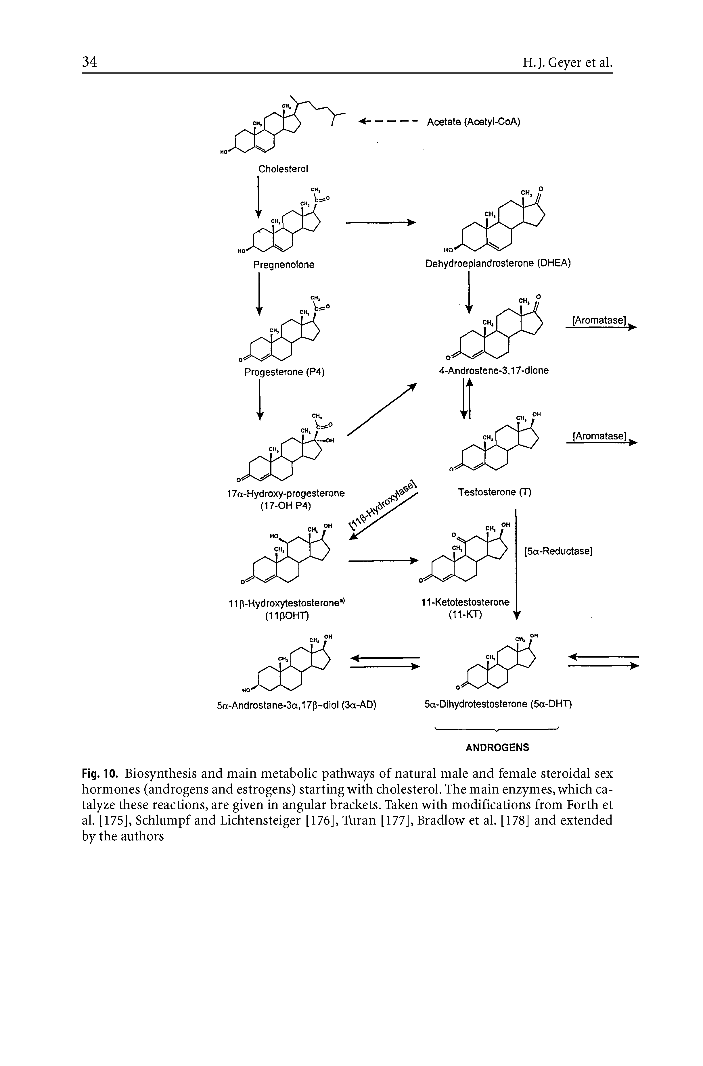 Fig. 10. Biosynthesis and main metabolic pathways of natural male and female steroidal sex hormones (androgens and estrogens) starting with cholesterol. The main enzymes, which catalyze these reactions, are given in angular brackets. Taken with modifications from Forth et al. [175], Schlumpf and Lichtensteiger [176], Turan [177], Bradlow et al. [178] and extended by the authors...