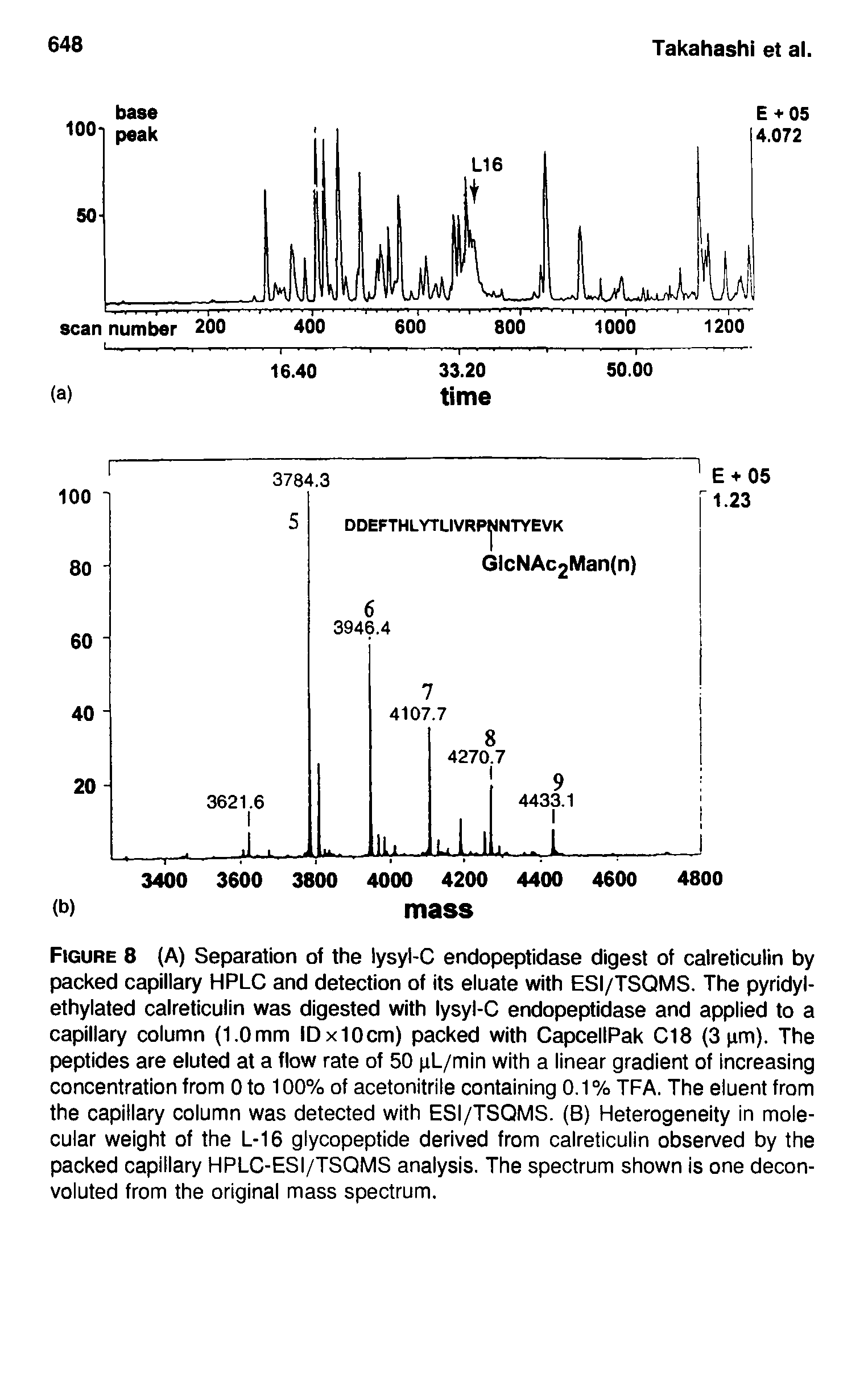 Figure 8 (A) Separation of the lysyl-C endopeptidase digest of calreticulin by packed capillary HPLC and detection of its eluate with ESI/TSQMS. The pyridyl-ethylated calreticulin was digested with lysyl-C endopeptidase and applied to a capillary column (1.0mm IDxIOcm) packed with CapcellPak C18 (3 urn). The peptides are eluted at a flow rate of 50 nL/min with a linear gradient of increasing concentration from 0 to 100% of acetonitrile containing 0.1 % TFA. The eluent from the capillary column was detected with ESI/TSQMS. (B) Heterogeneity in molecular weight of the L-16 glycopeptide derived from calreticulin observed by the packed capillary HPLC-ESI/TSQMS analysis. The spectrum shown is one decon-voluted from the original mass spectrum.