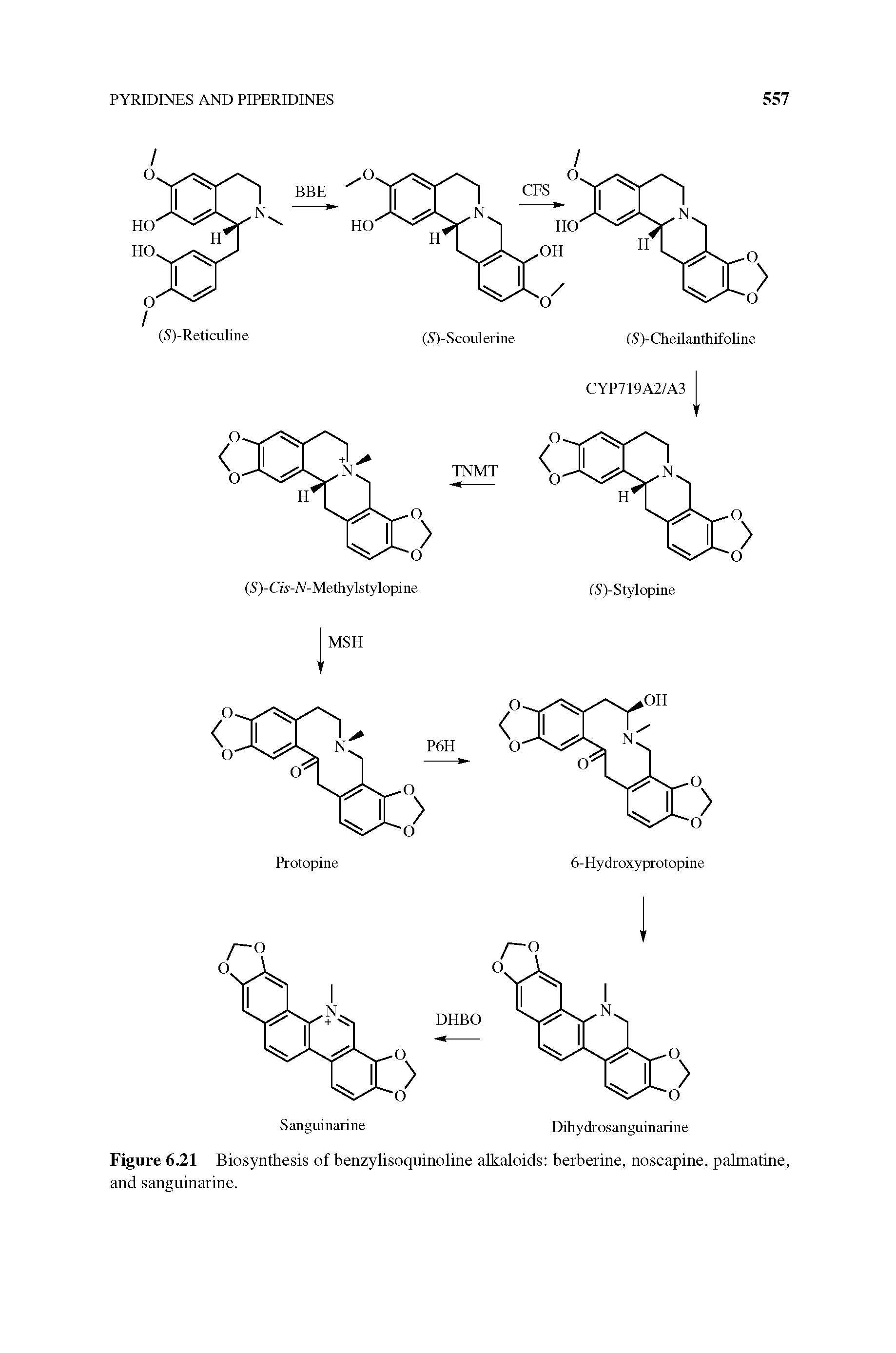 Figure 6.21 Biosynthesis of benzylisoquinoline alkaloids berberine, noscapine, pabnatine, and sanguinarine.