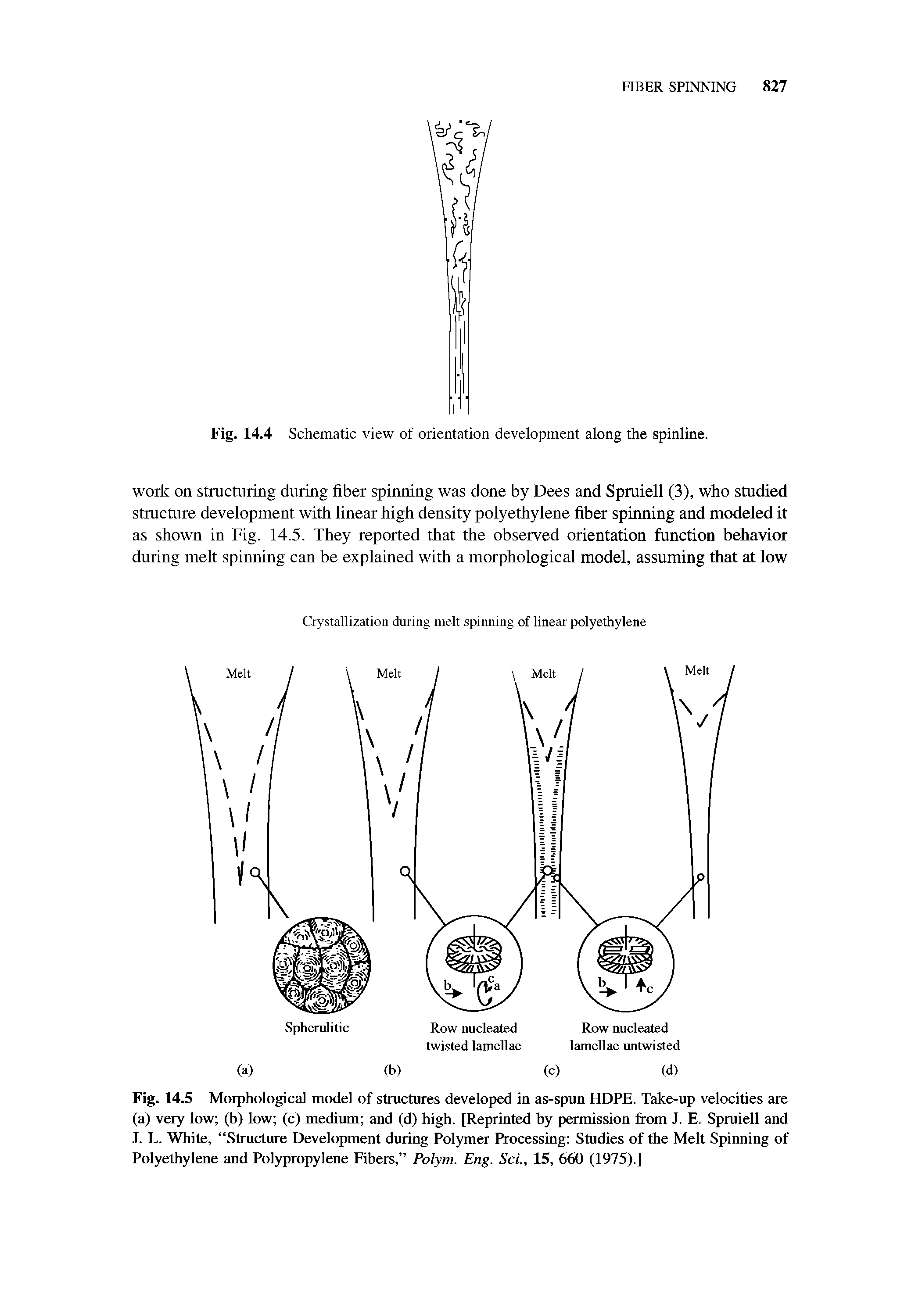 Fig. 14.5 Morphological model of structures developed in as-spun HDPE. Take-up velocities are (a) very low (b) low (c) medium and (d) high. [Reprinted by permission from J. E. Spruiell and J. L. White, Structure Development during Polymer Processing Studies of the Melt Spinning of Polyethylene and Polypropylene Fibers, Polym. Eng. Set, 15, 660 (1975).]...