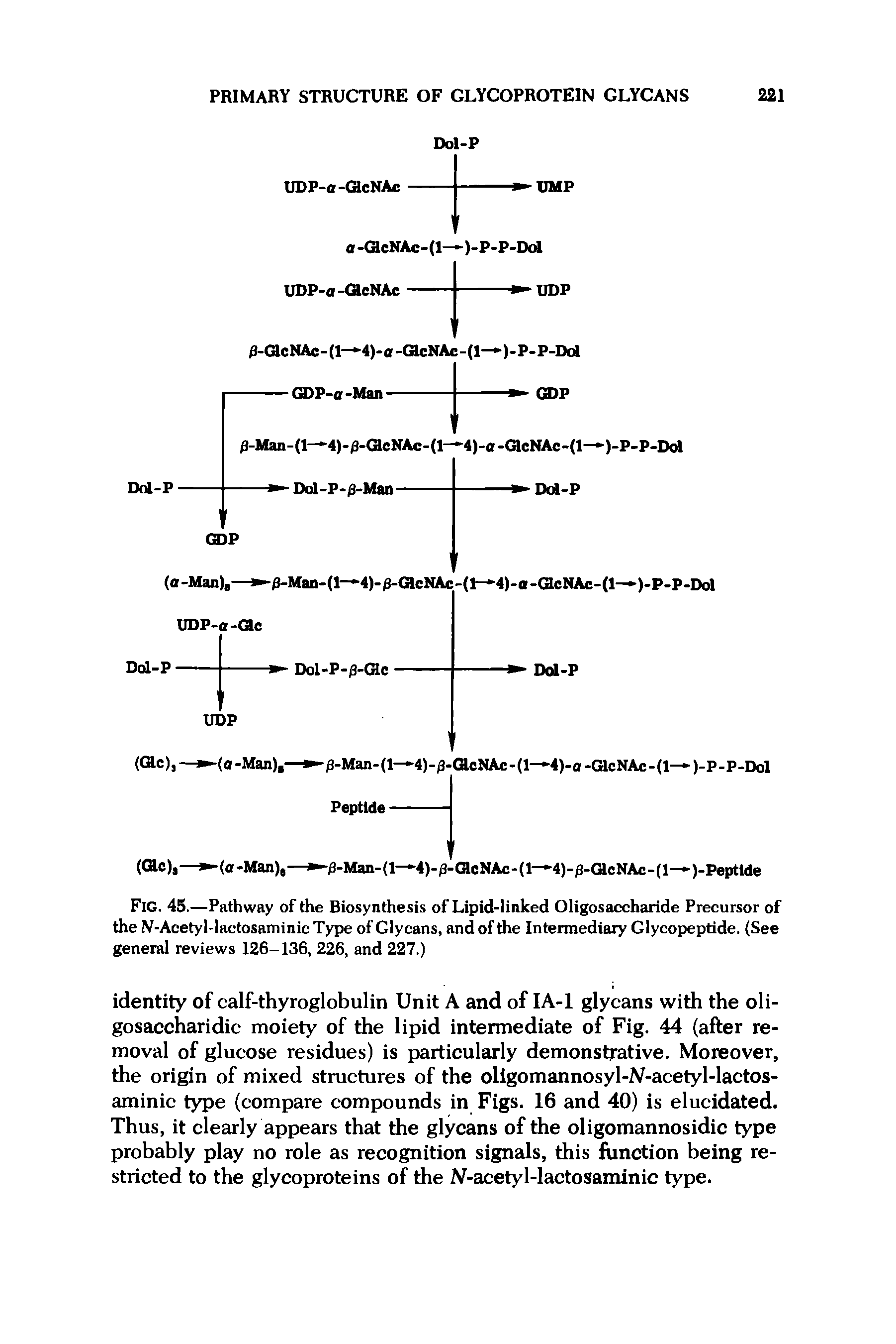 Fig. 45.—Pathway of the Biosynthesis of Lipid-linked Oligosaccharide Precursor of the N-Acetyl-lactosaminic Type of Glycans, and of the Intermediary Glycopeptide. (See general reviews 126-136, 226, and 227.)...