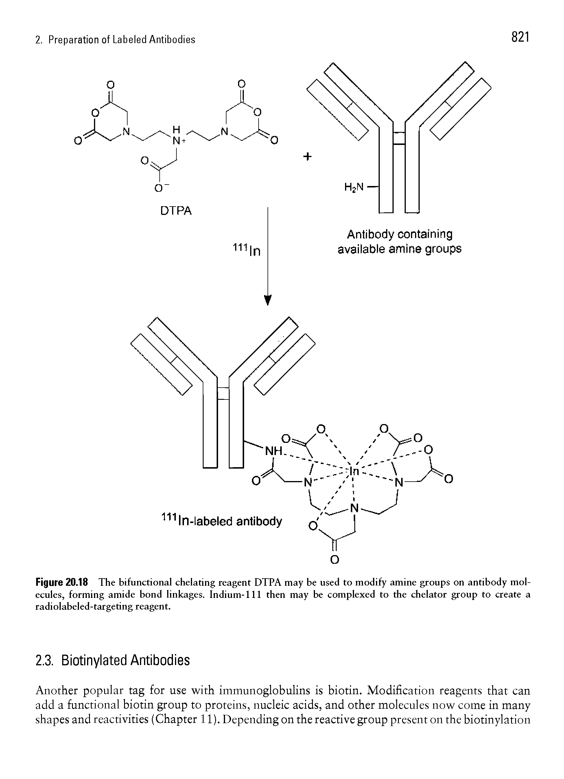Figure 20.18 The bifunctional chelating reagent DTPA may be used to modify amine groups on antibody molecules, forming amide bond linkages. Indium-111 then may be complexed to the chelator group to create a radiolabeled-targeting reagent.
