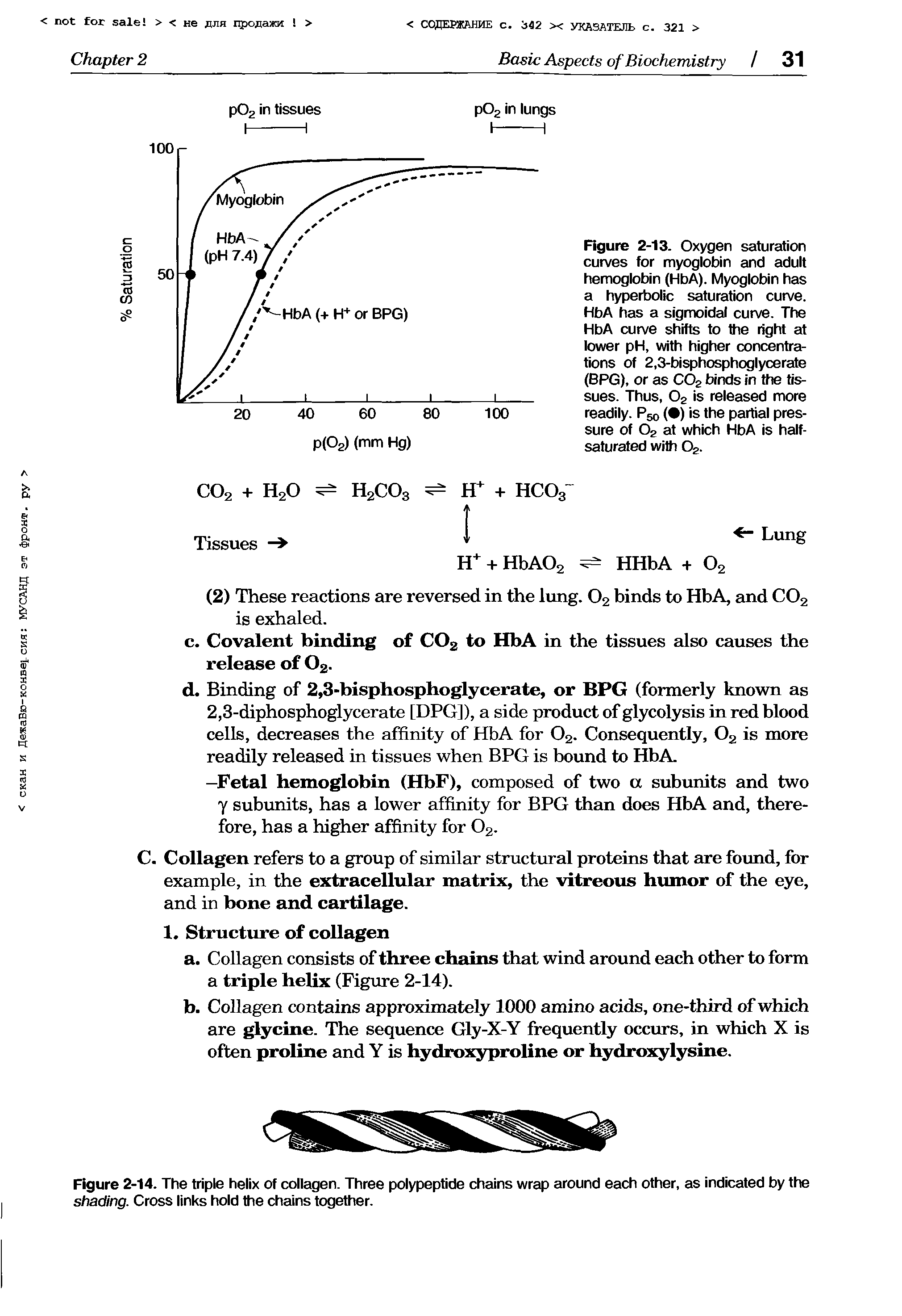 Figure 2-13. Oxygen saturation curves for myoglobin and adult hemoglobin (HbA). Myoglobin has a hyperbolic saturation curve. HbA has a sigmoidal curve. The HbA curve shifts to the right at lower pH, with higher concentrations of 2,3-bisphosphoglycerate (BPG), or as C02 binds in the tissues. Thus, 02 is released more readily. P50 ( ) is the partial pressure of 02 at which HbA is half-saturated with 02.
