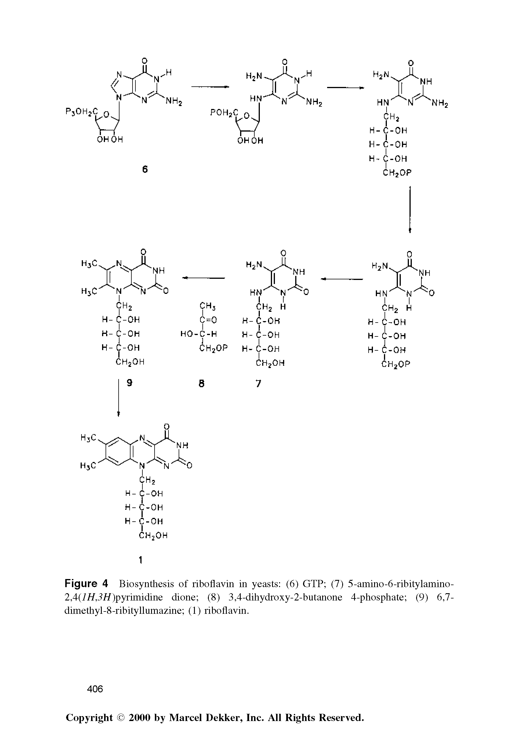 Figure 4 Biosynthesis of riboflavin in yeasts (6) GTP (7) 5-amino-6-ribitylamino-2,4(i//,7//)pyrimidine dione (8) 3,4-dihydroxy-2-butanone 4-phosphate (9) 6,7-dimethyl-8-ribityllumazine (1) riboflavin.
