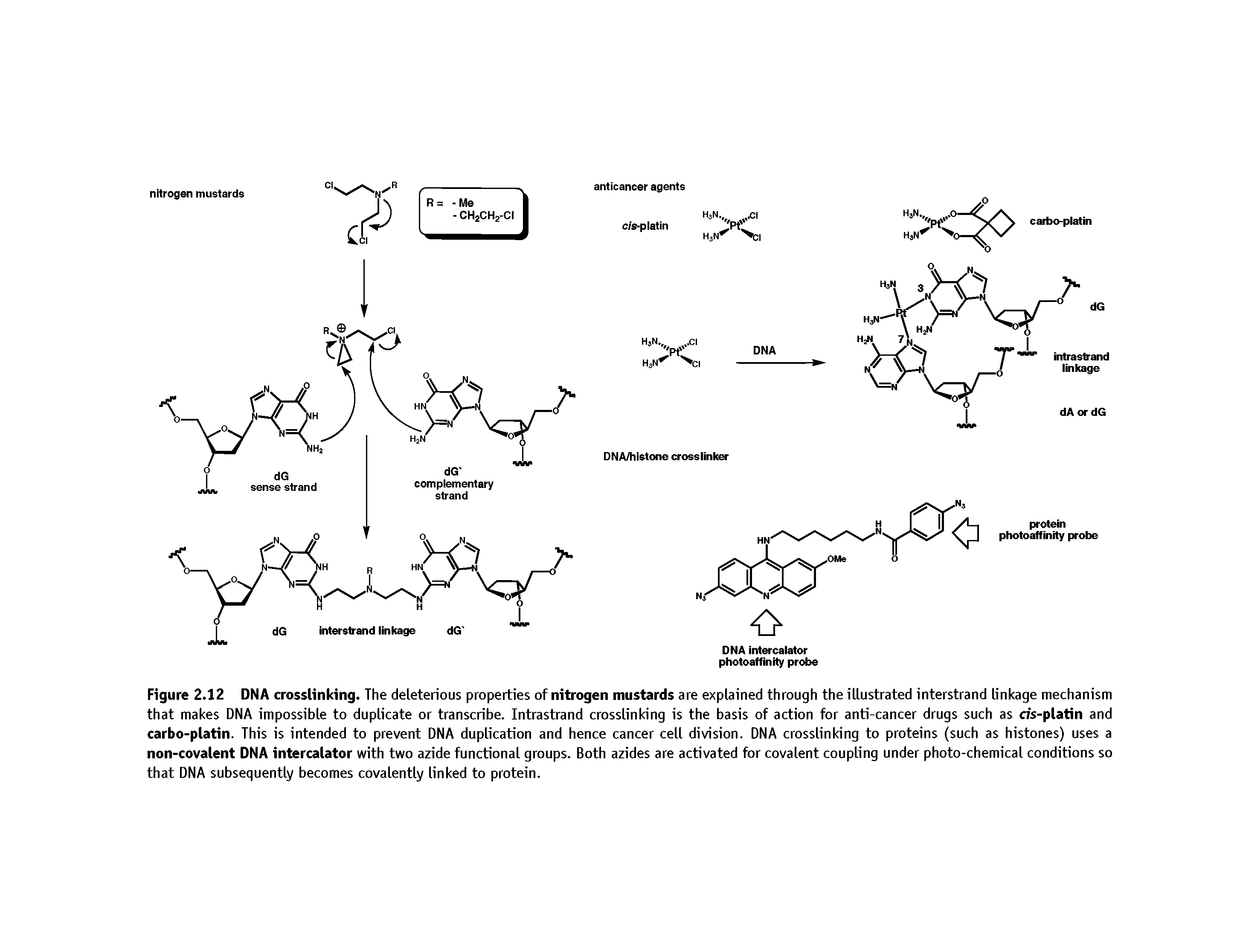 Figure 2.12 DNA crosslinking. The deleterious properties of nitrogen mustards are explained through the illustrated interstrand linkage mechanism that makes DNA impossible to duplicate or transcribe. Intrastrand crosslinking is the basis of action for anti-cancer drugs such as c/s-platin and carbo-platin. This is intended to prevent DNA duplication and hence cancer cell division. DNA crosslinking to proteins (such as histones) uses a non-covalent DNA intercalator with two azide functional groups. Both azides are activated for covalent coupling under photo-chemical conditions so that DNA subsequently becomes covalently linked to protein.