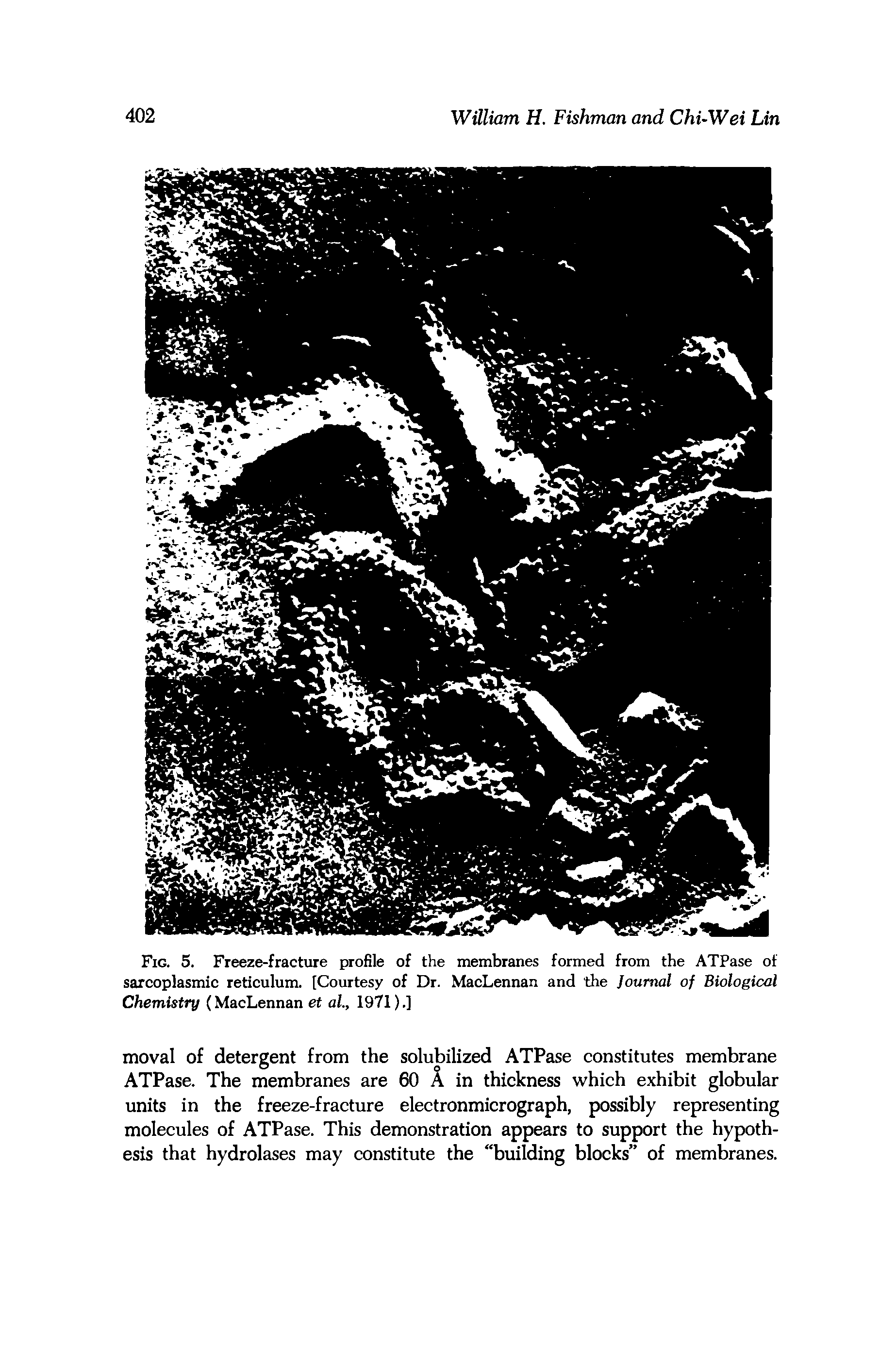 Fig. 5. Freeze-fracture profile of the membranes formed from the ATPase of sarcoplasmic reticulum. [Courtesy of Dr. MacLennan and the Journal of Biological Chemistry (MacLennan et al, 1971).]...