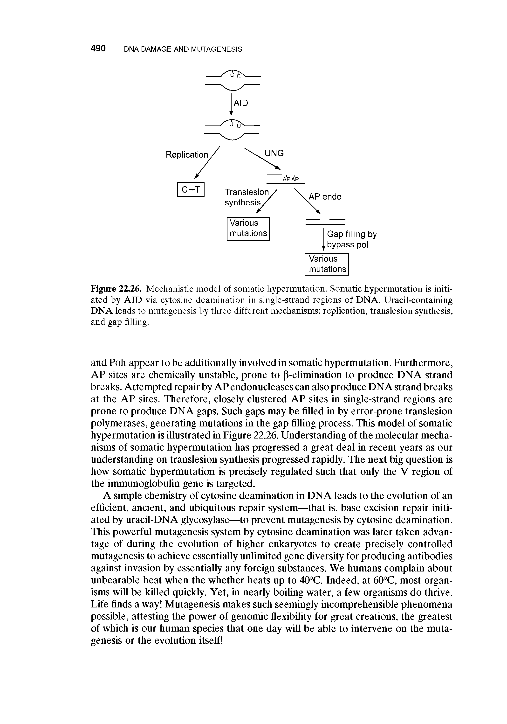 Figure 22.26. Mechanistic model of somatic hypermutation. Somatic hypermutation is initiated by AID via cytosine deamination in single-strand regions of DNA. Uracil-containing DNA leads to mutagenesis by three different mechanisms replication, translesion synthesis, and gap filling.