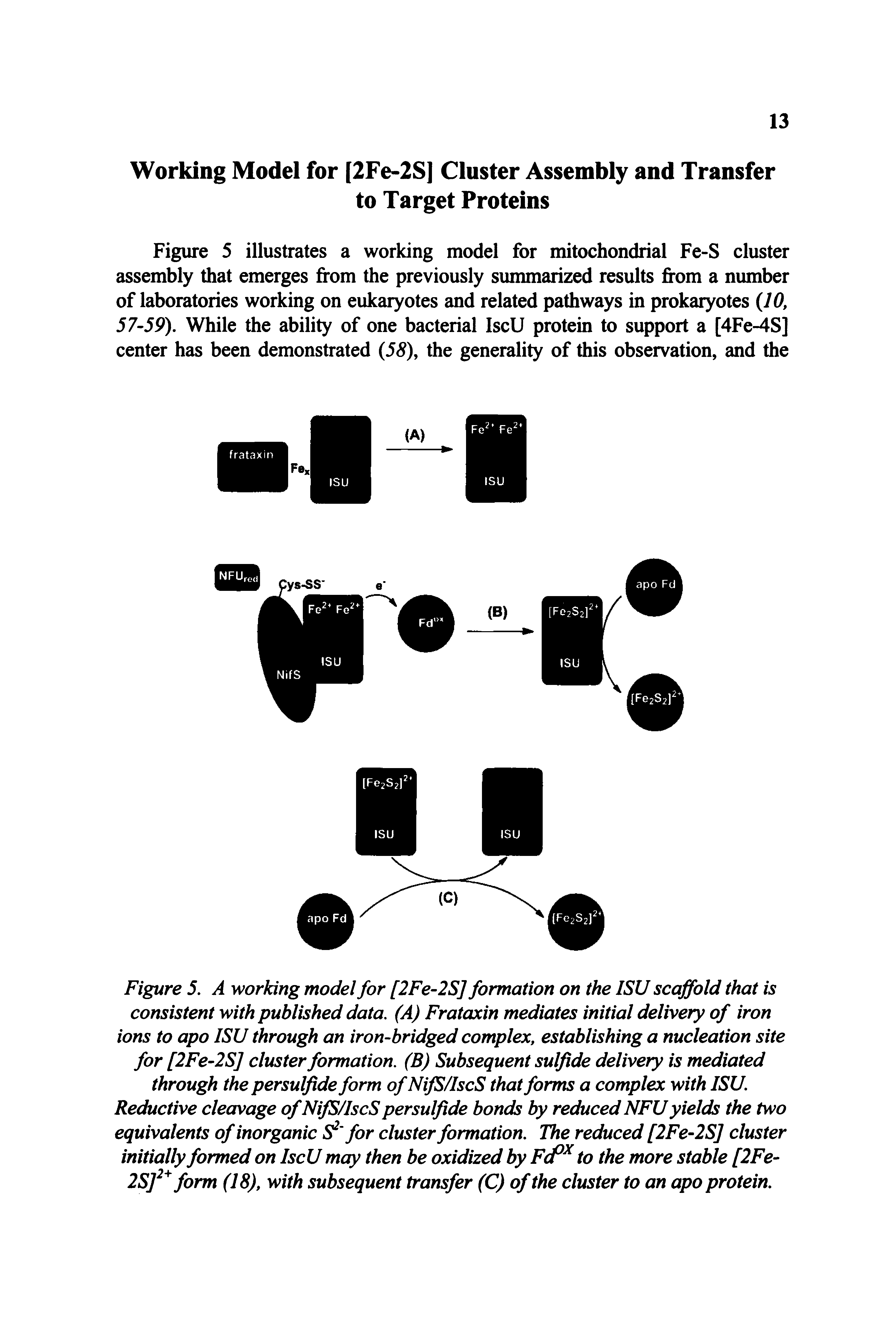 Figure 5. A working model for [2Fe-2S] formation on the ISU scaffold that is consistent with published data. (A) Frataxin mediates initial delivery of iron ions to apo ISU through an iron-bridged complex, establishing a nucleation site for [2Fe 2S] cluster formation. (B) Subsequent sulfide delivery is mediated through the persulfide form of NifS/IscS that forms a complex with ISU. Reductive cleavage of NifS/IscS persulfide bonds by reduced NFU yields the two equivalents of inorganic S for cluster formation. The reduced [2Fe 2S] cluster initially formed on IscU may then be oxidized by F<f to the more stable [2Fe-2Sf form (18), with subsequent transfer (C) of the cluster to an apo protein.