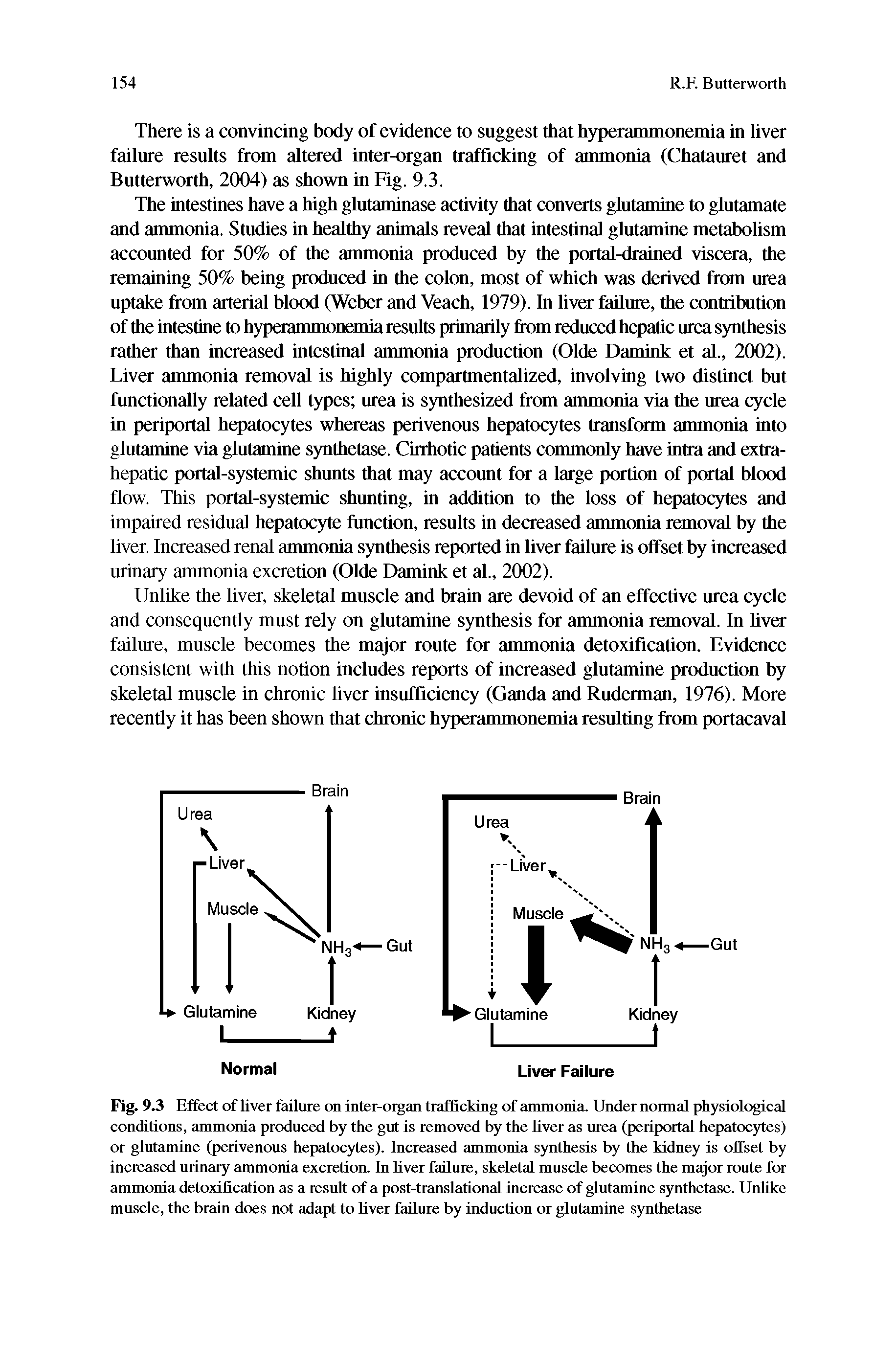 Fig. 9.3 Effect of liver failure on inter-organ trafficking of ammonia. Under normal physiological conditions, ammonia produced by the gut is removed by the liver as urea (periportal hepatocytes) or glutamine (perivenous hepatocytes). Increased ammonia synthesis by the kidney is offset by increased urinary ammonia excretion. In liver failure, skeletal muscle becomes the major route for ammonia detoxification as a result of a post-translational increase of glutamine synthetase. Unlike muscle, the brain does not adapt to liver failure by induction or glutamine synthetase...