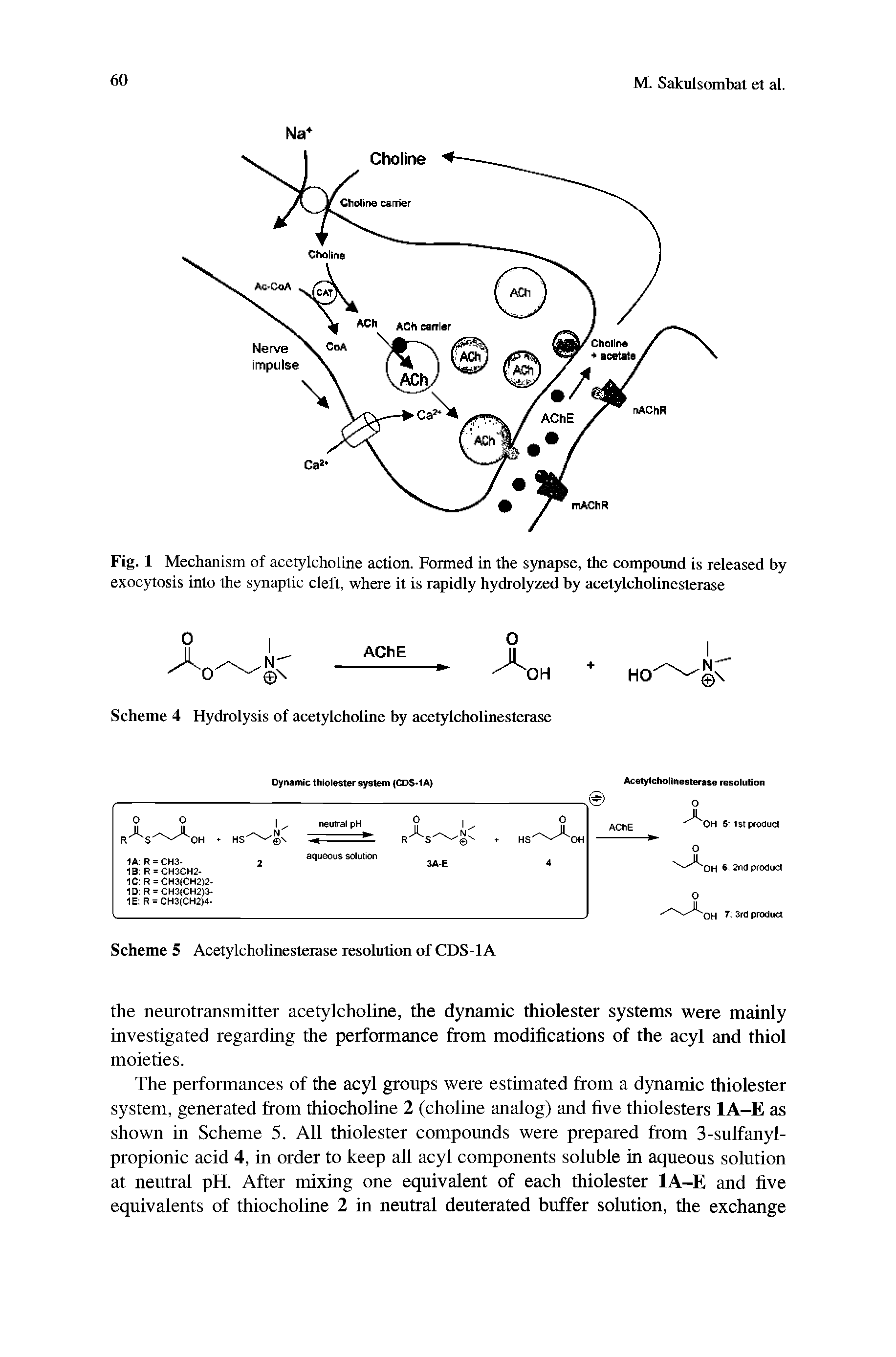 Fig. 1 Mechanism of acetylcholine action. Formed in the synapse, the compound is released by exocytosis into the synaptic cleft, where it is rapidly hydrolyzed by acetylcholinesterase...