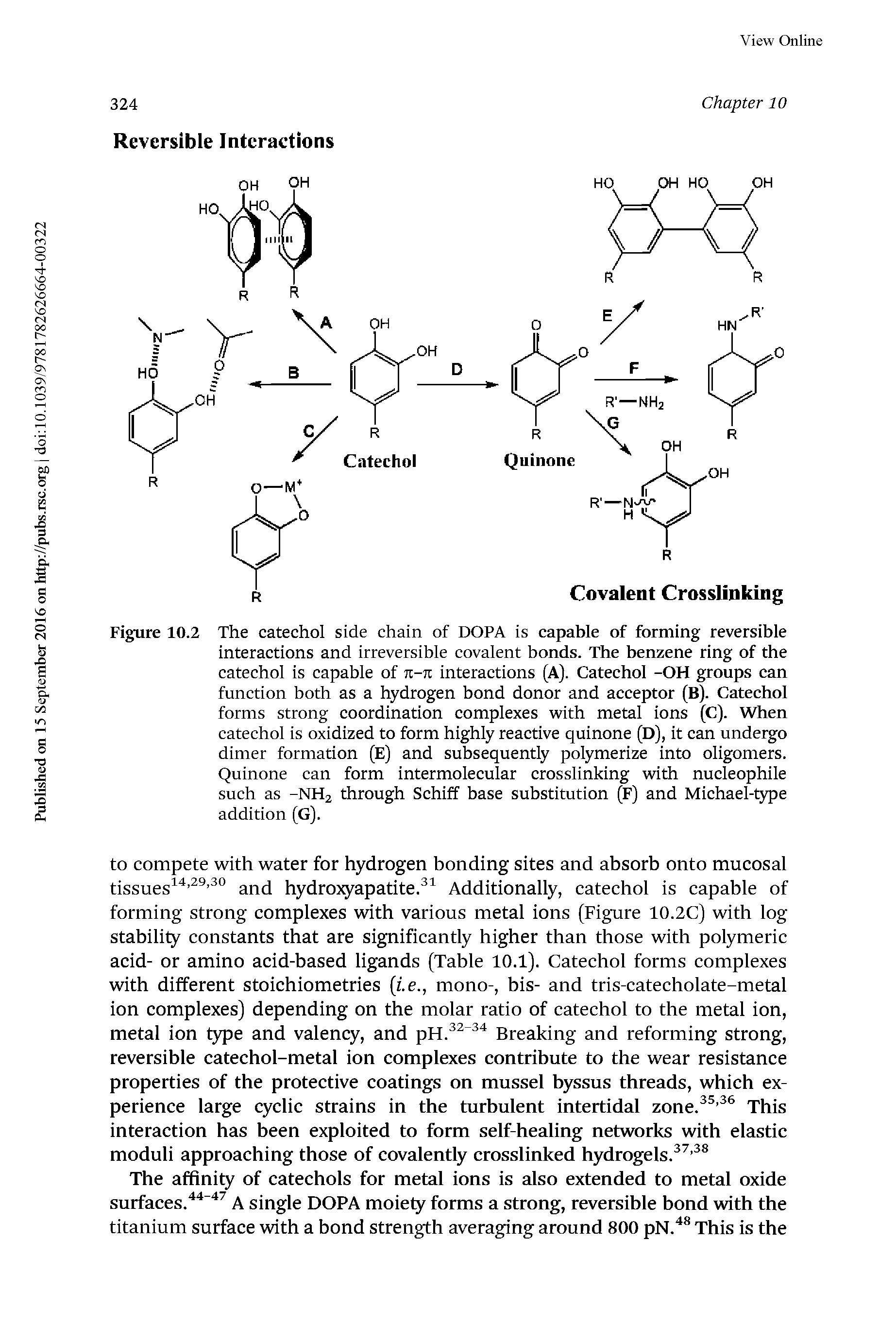 Figure 10.2 The catechol side chain of DOPA is capable of forming reversible interactions and irreversible covalent bonds. The benzene ring of the catechol is capable of n-n interactions (A). Catechol -OH groups can function both as a hydrogen bond donor and acceptor (B). Catechol forms strong coordination complexes with metal ions (C). When catechol is oxidized to form highly reactive quinone (D), it can undergo dimer formation (E) and subsequently polymerize into oligomers. Quinone can form intermolecular crosslinking with nucleophile such as -NH2 through Schiff base substitution (F) and Michael-type addition (G).