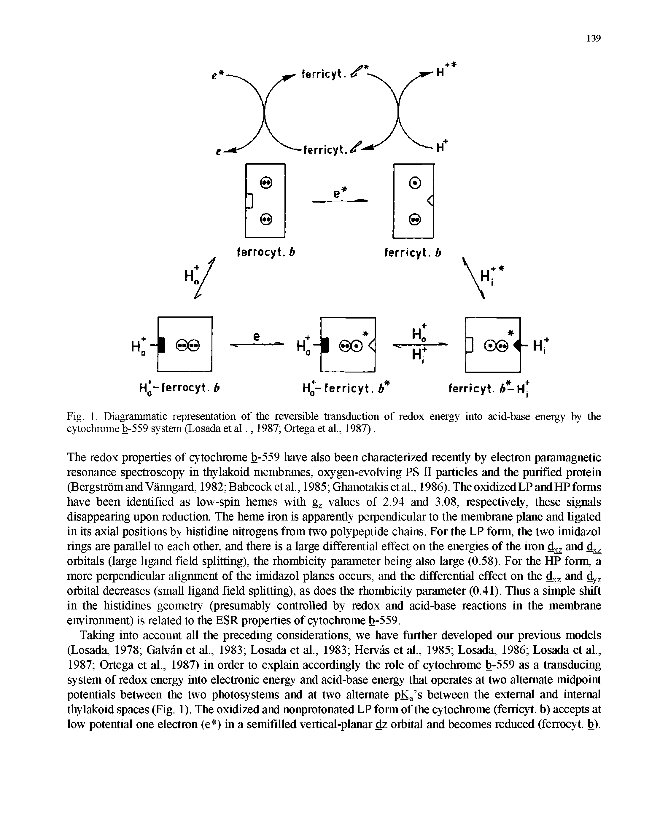 Fig. 1. Diagrammatic representation of the reversible transduction of redox energy into acid-base energy by the cytochrome b-559 system (Losada et al., 1987 Ortega et al., 1987).