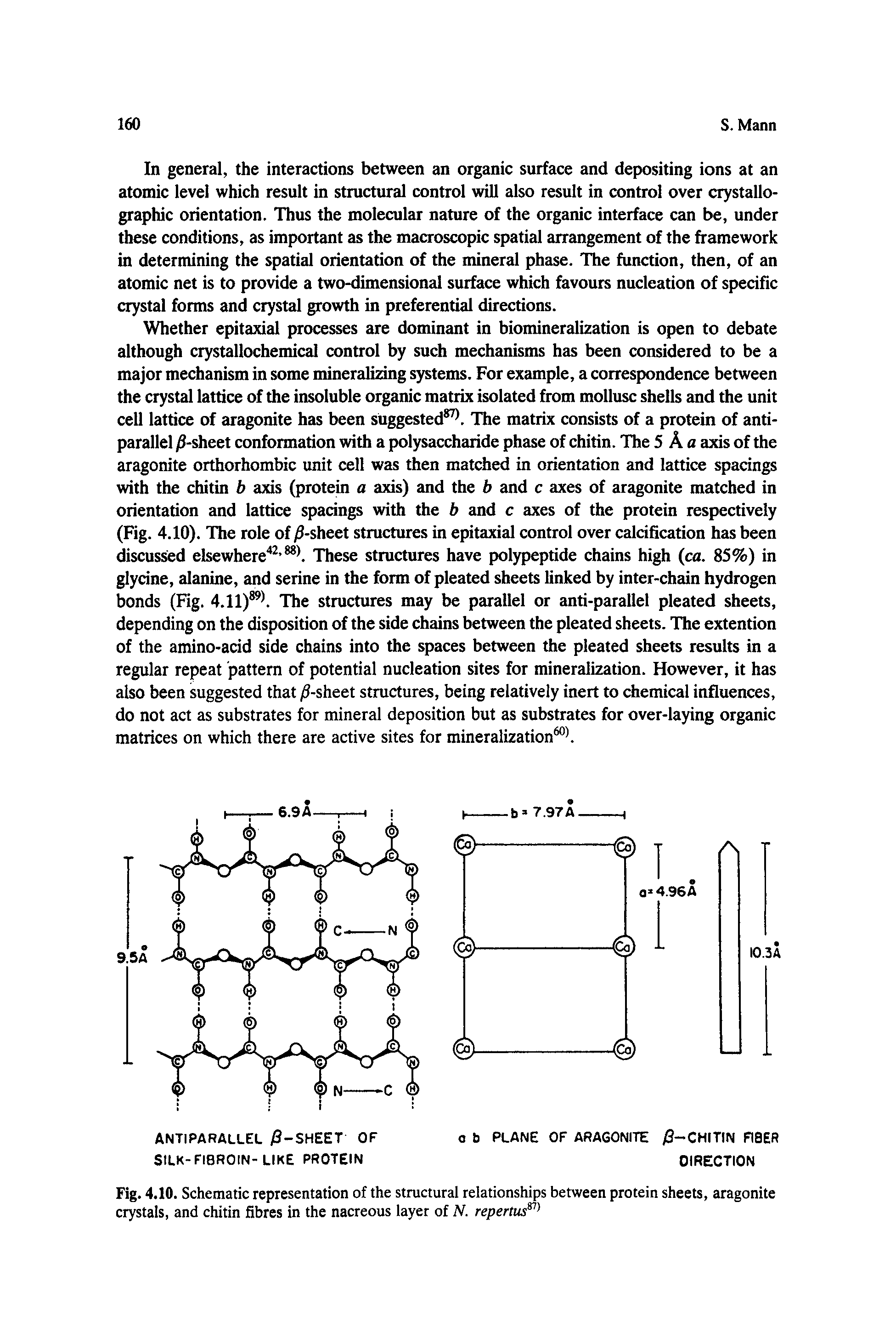 Fig. 4.10. Schematic representation of the structural relationships between protein sheets, aragonite crystals, and chitin fibres in the nacreous layer of N. repertus ...