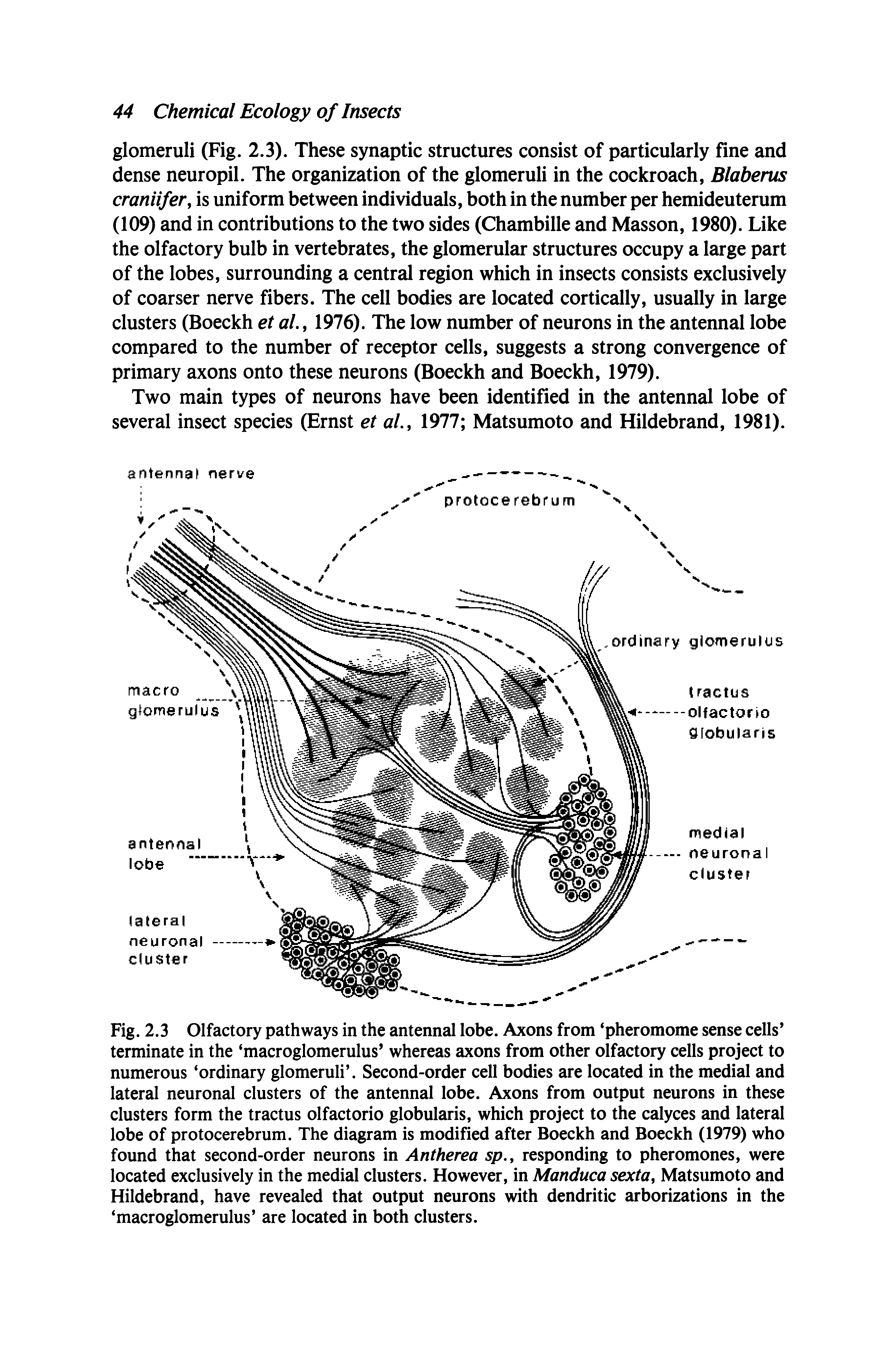 Fig. 2.3 Olfactory pathways in the antennal lobe. Axons from pheromome sense cells terminate in the macroglomerulus whereas axons from other olfactory cells project to numerous ordinary glomeruli . Second-order cell bodies are located in the medial and lateral neuronal clusters of the antennal lobe. Axons from output neurons in these clusters form the tractus olfactorio globularis, which project to the calyces and lateral lobe of protocerebrum. The diagram is modified after Boeckh and Boeckh (1979) who found that second-order neurons in Antherea sp., responding to pheromones, were located exclusively in the medial clusters. However, in Manduca sexta, Matsumoto and Hildebrand, have revealed that output neurons with dendritic arborizations in the macroglomerulus are located in both clusters.