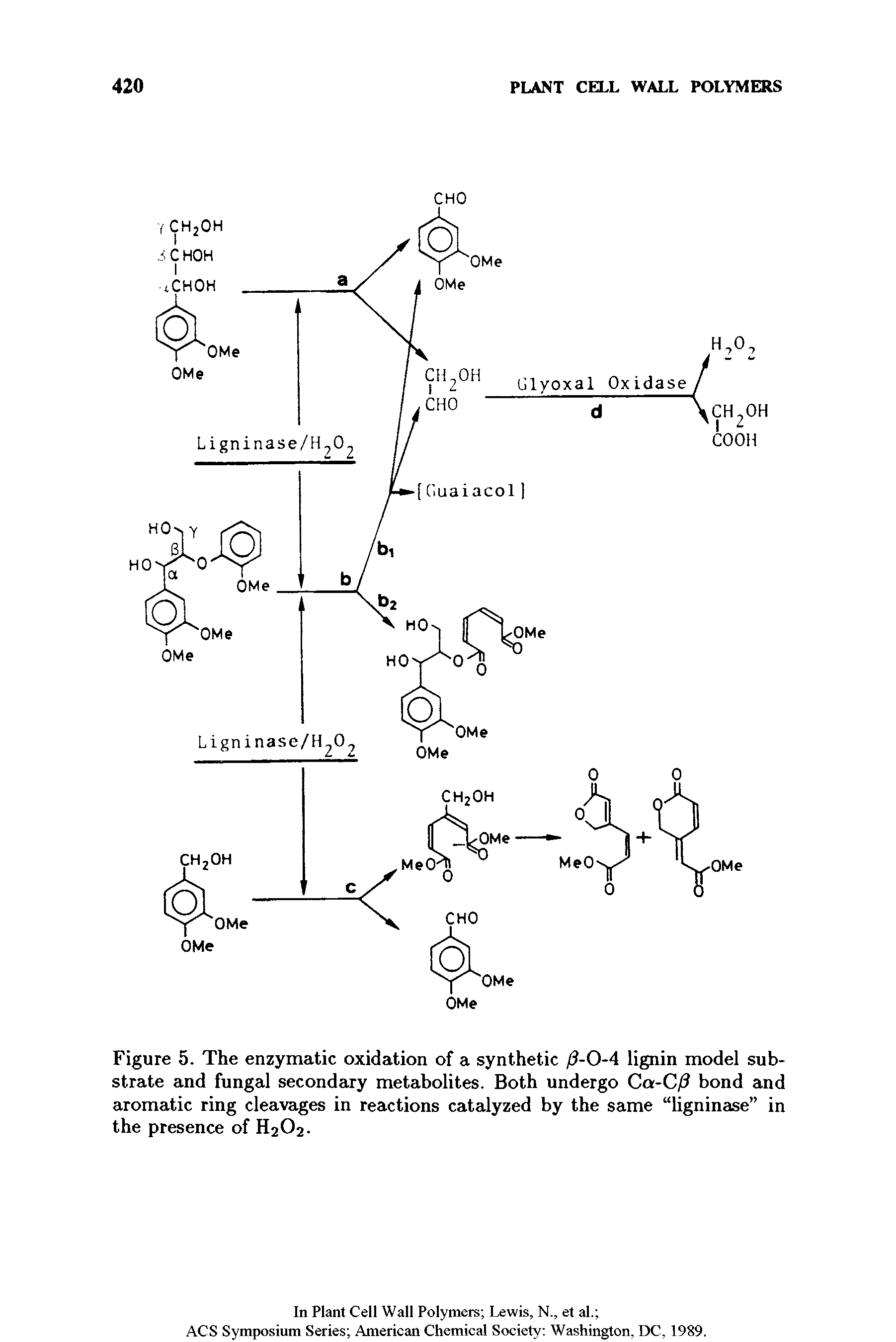 Figure 5. The enzymatic oxidation of a synthetic / -0-4 lignin model substrate and fungal secondary metabolites. Both undergo Ca-C/ bond and aromatic ring cleavages in reactions catalyzed by the same ligninase in the presence of H2O2.